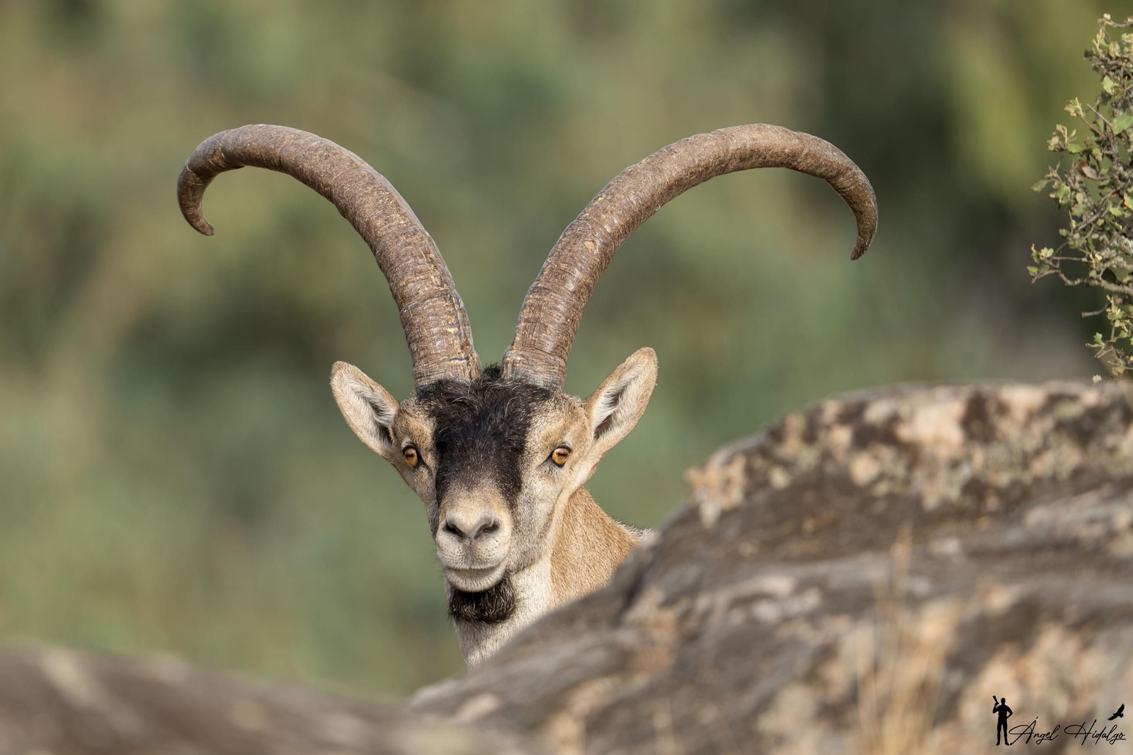 Ángel Hidalgo, el fotógrafo que inmortalizó al lince blanco Satureja: