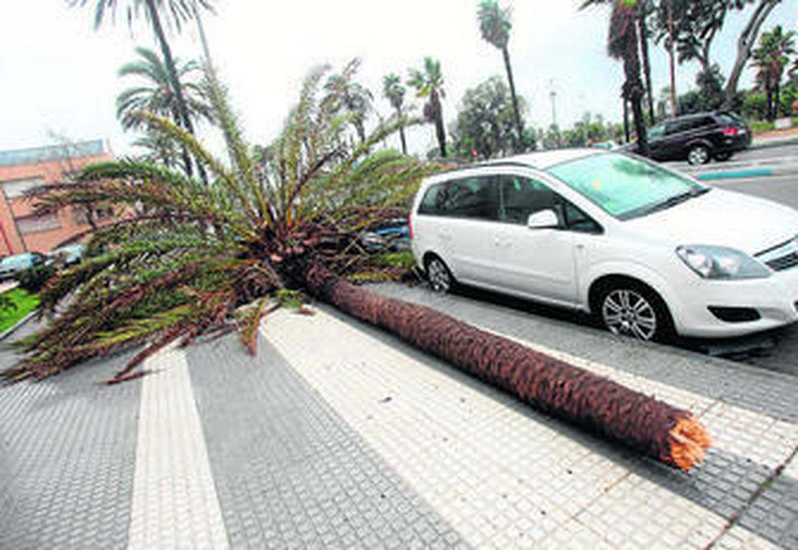 Una palmera rota tendida en el suelo en la avenida del Ejército.