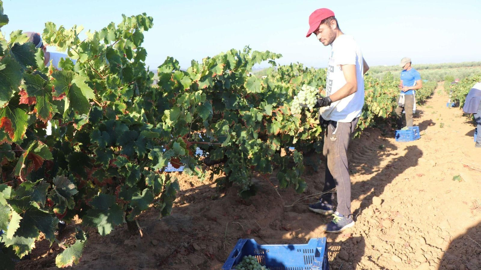 La vendimia en Huelva de las variedades minoritarias se adelanta ante las altas temperaturas y la sequía.
