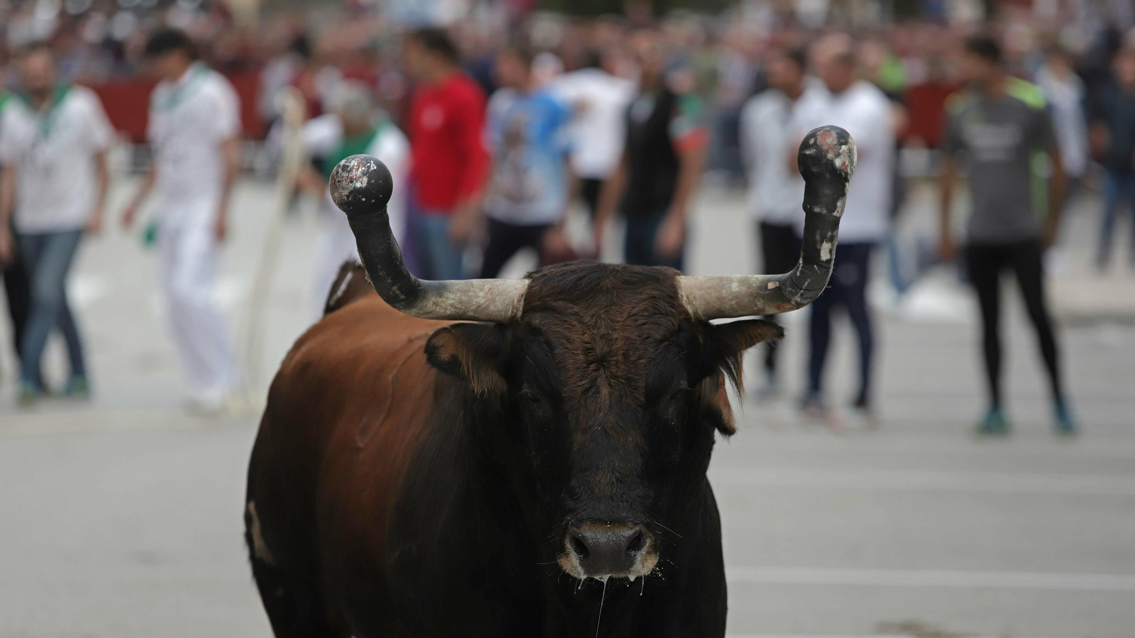 Imágenes del Toro Embolao de Los Barrios