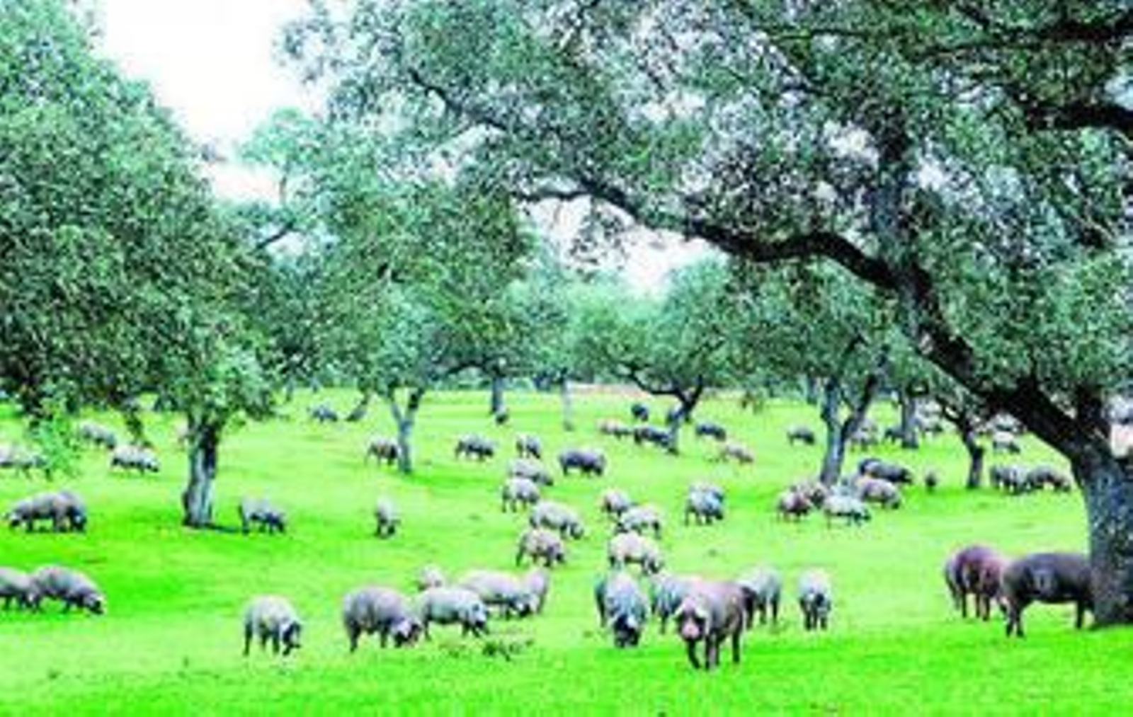 Una piara de cerdos en la dehesa pedrocheña.