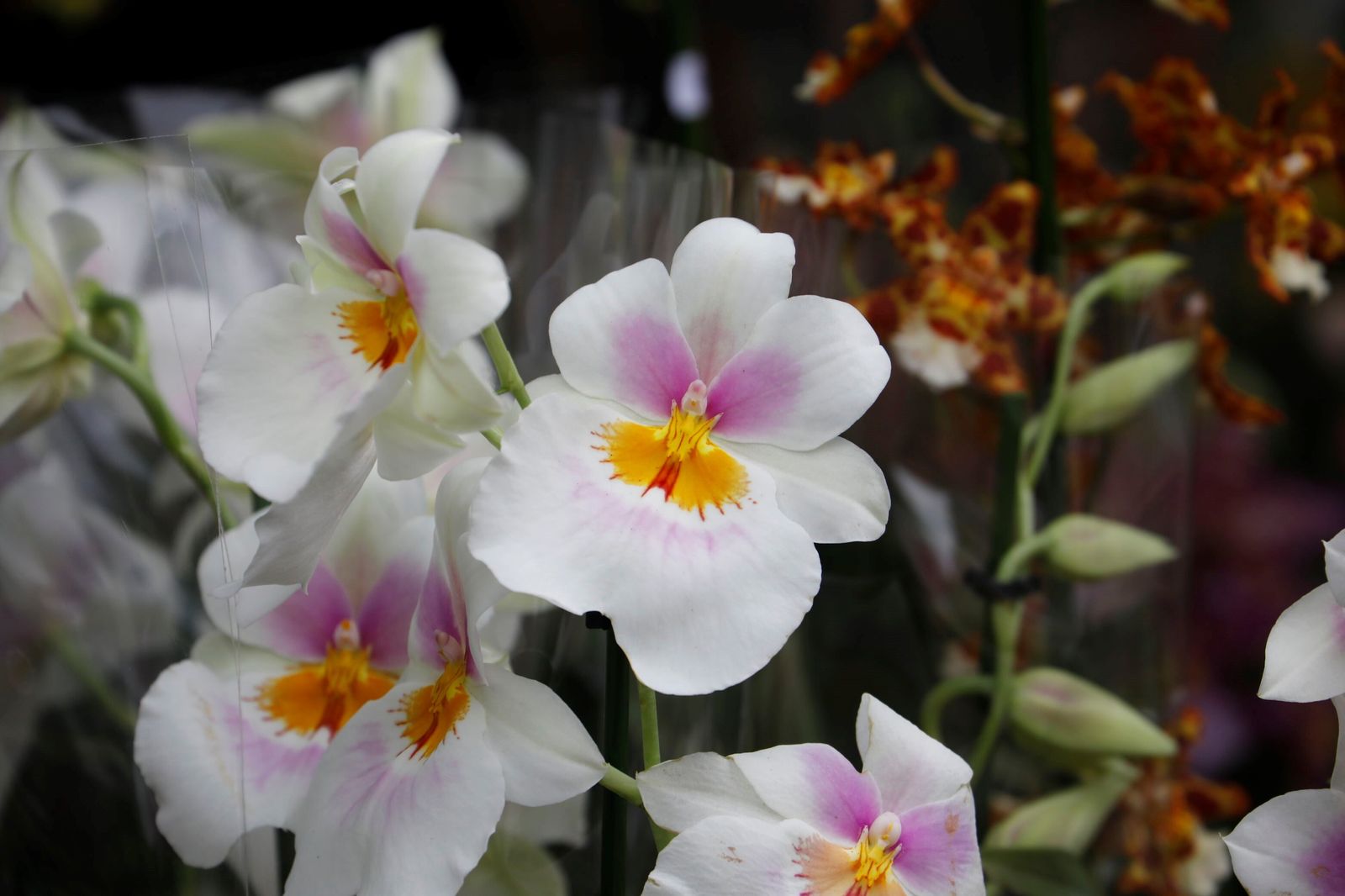 Así es la III Feria de las Orquídeas de Córdoba, en fotografías