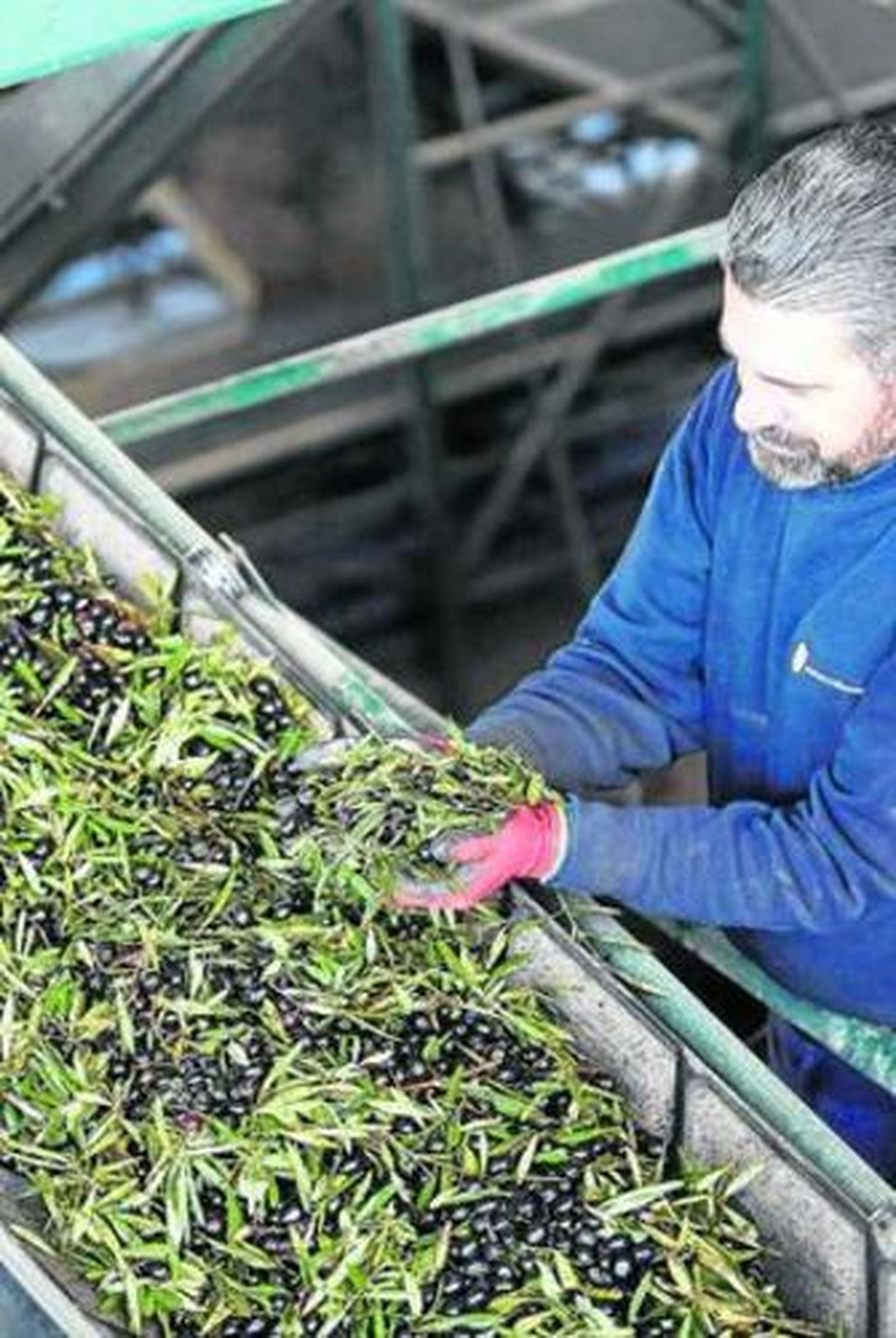 El precio del aceite de oliva ha caído un 22% en un año hasta los 3,19 euros.