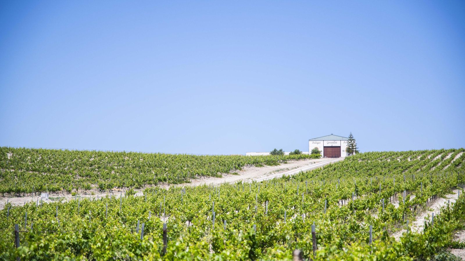 Viñedos de la bodega.