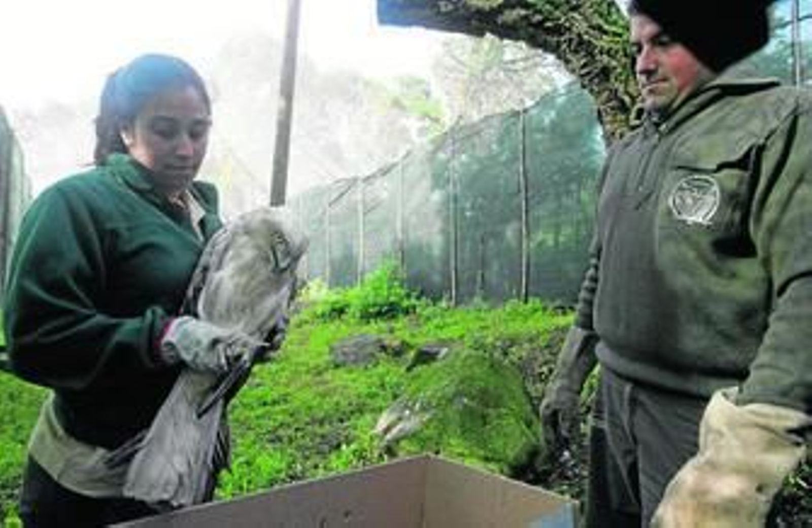 Los técnicos del CREA preparan en Huerta Grande una de las aves recuperadas para su posterior puesta en libertad.