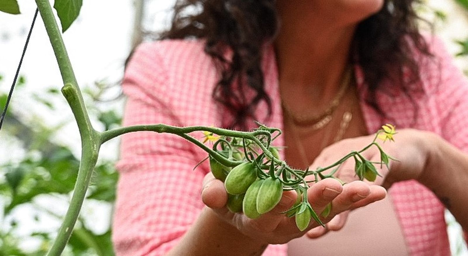 La alcaldesa sujeta unos tomates cherrys en un invernadero de la capital.