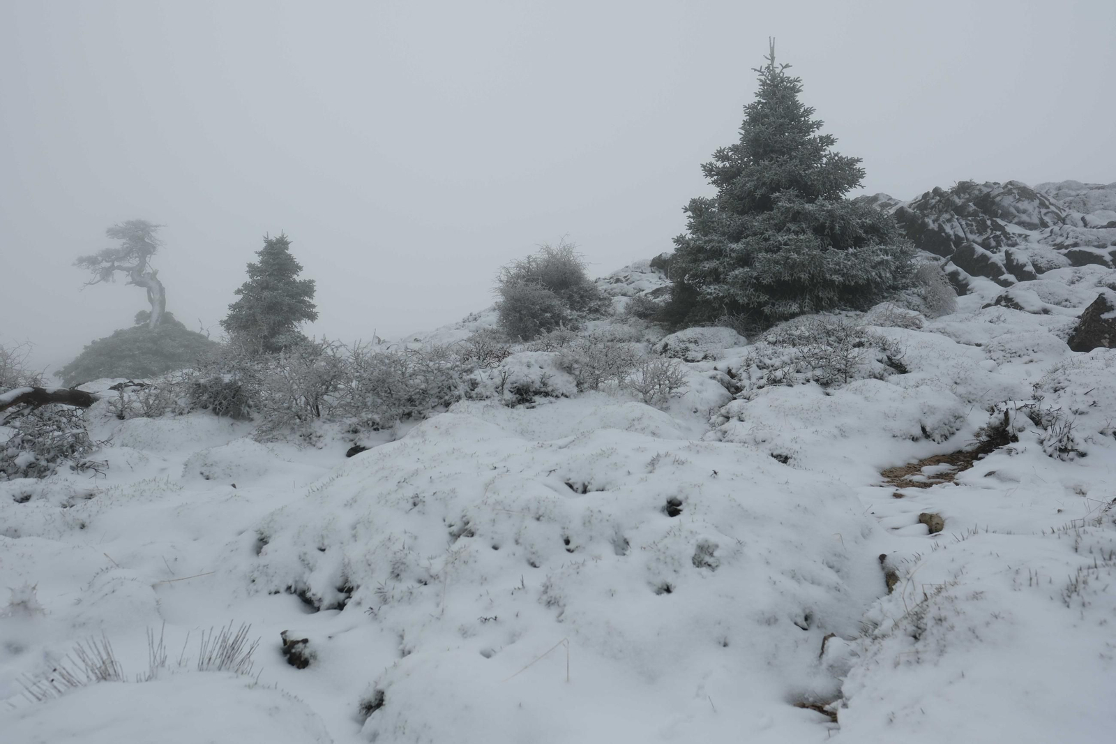 Estampa invernal en al Parque Nacional Sierra de las Nieves, en imágenes