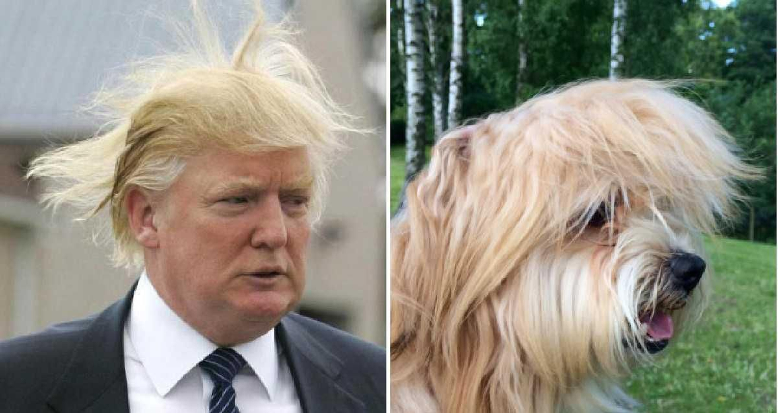 Al doble de cuatro patas de Donald Trump también se le mueve el peinado cuando hace viento.