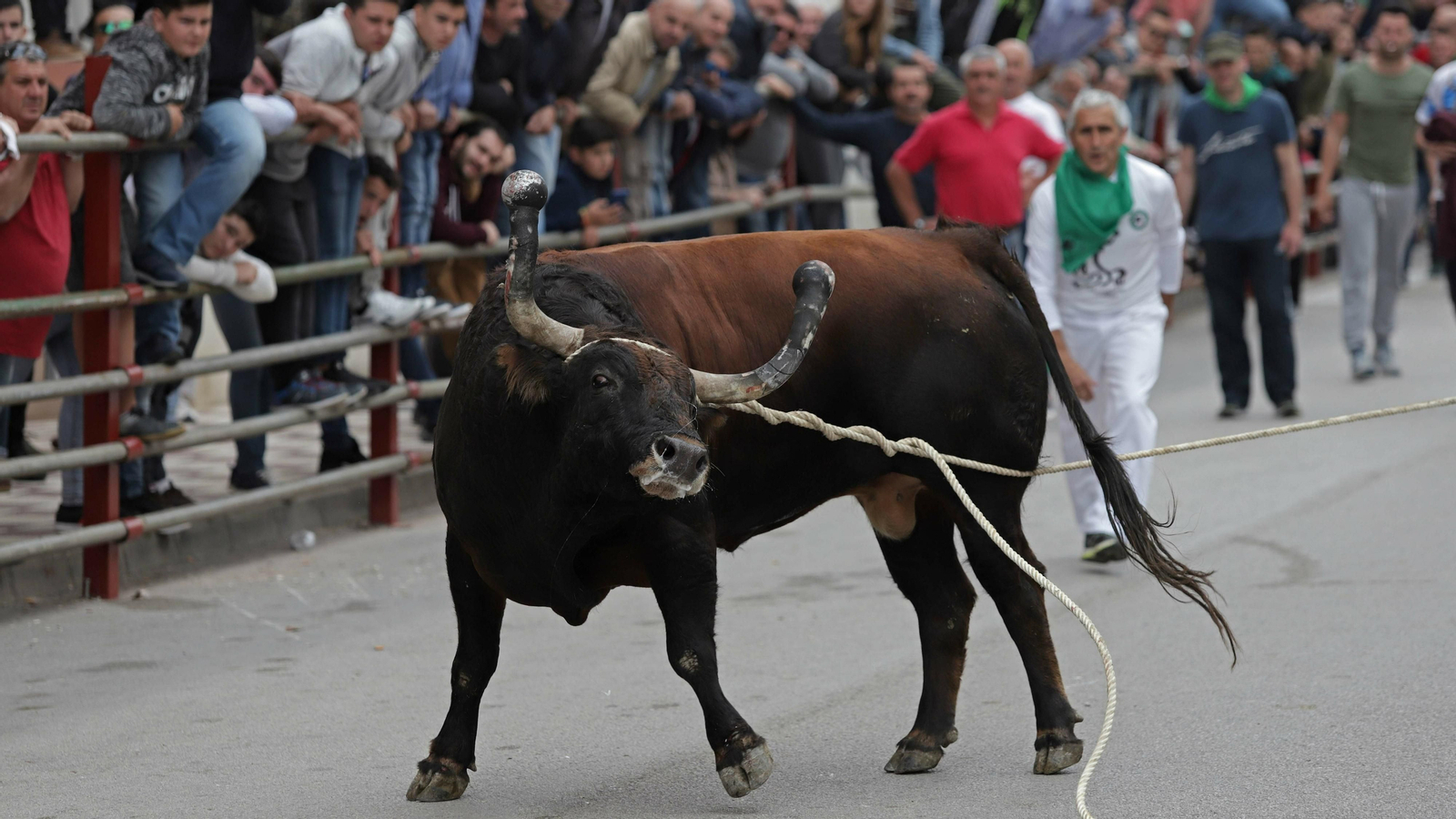 Imágenes del Toro Embolao de Los Barrios
