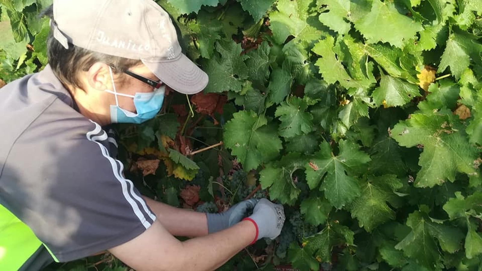 Un trabajador coge con mimo los racimos de uva en el viñedo durante la vendimia en Laujar