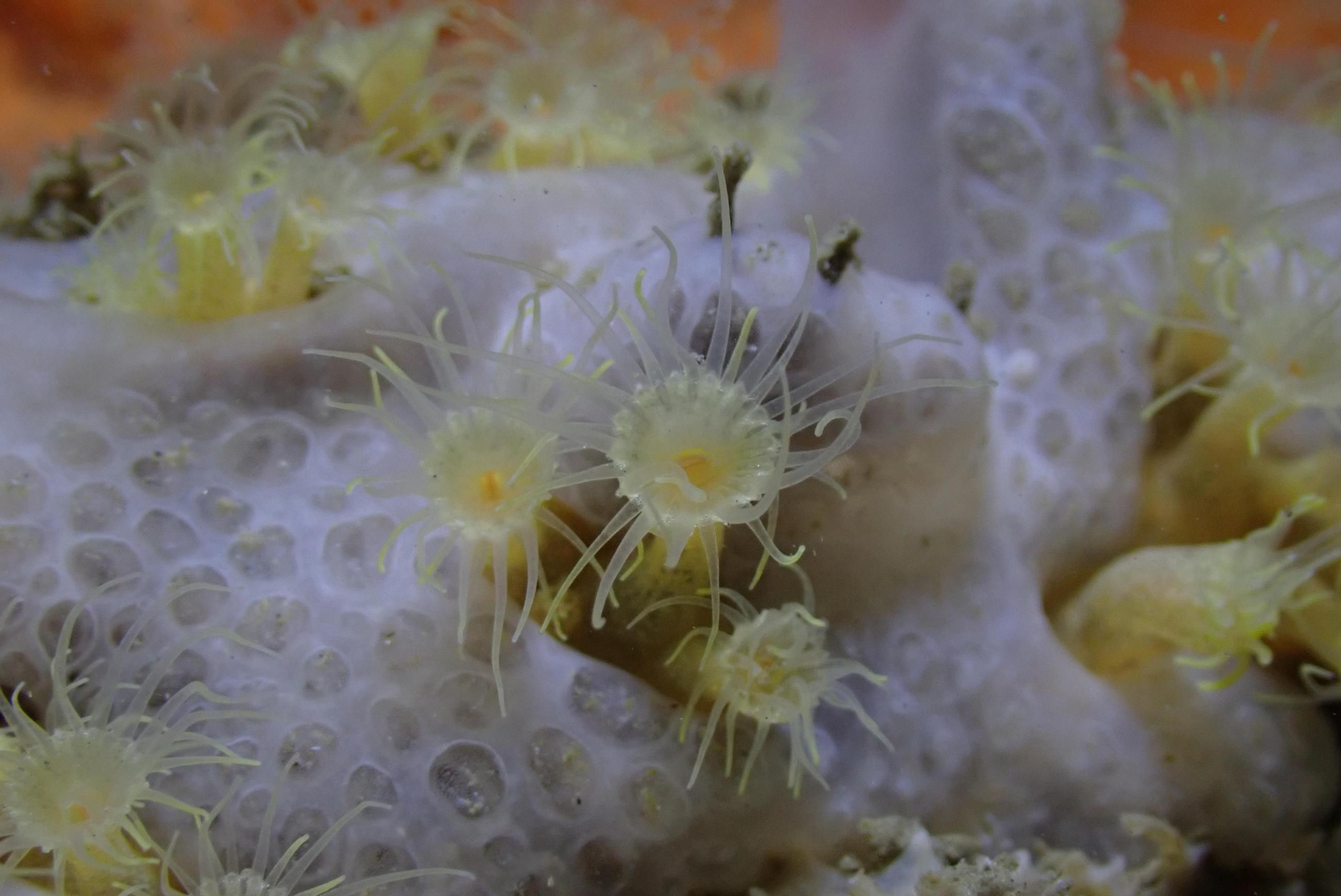 Una especie descubierta en nuestra costa, Parazoanthus franciscae.