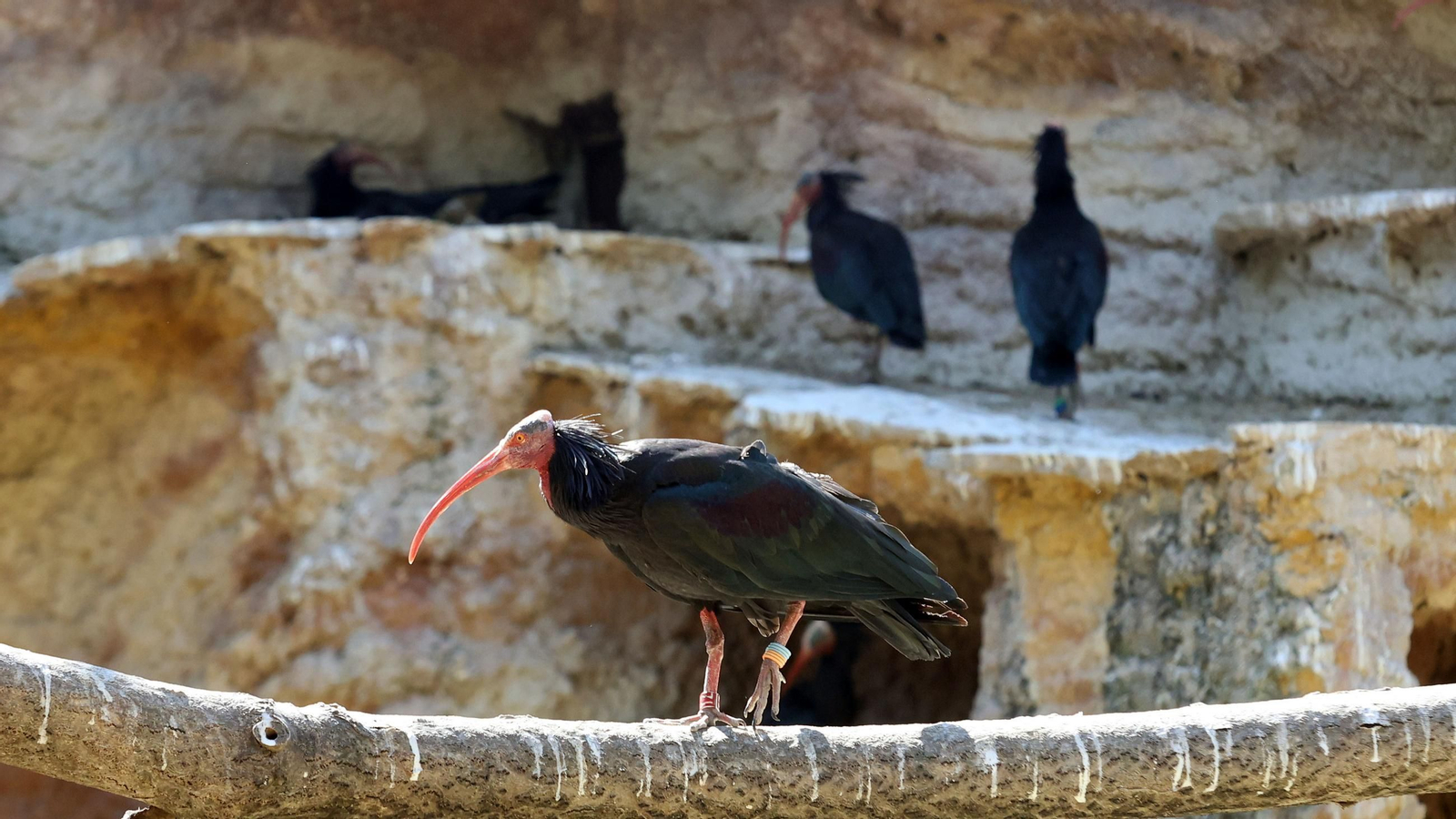 Imágenes de los ibis eremitas de Jerez a Cataluña