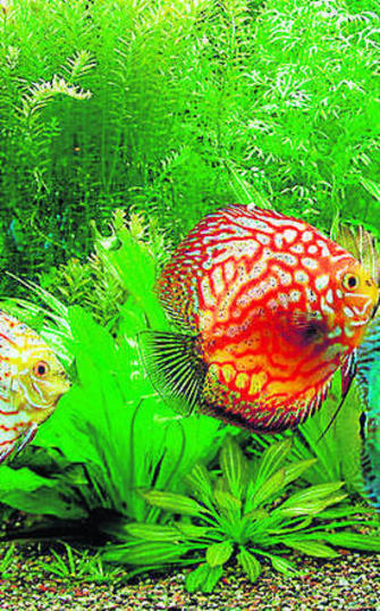 Exposición sobre acuarios