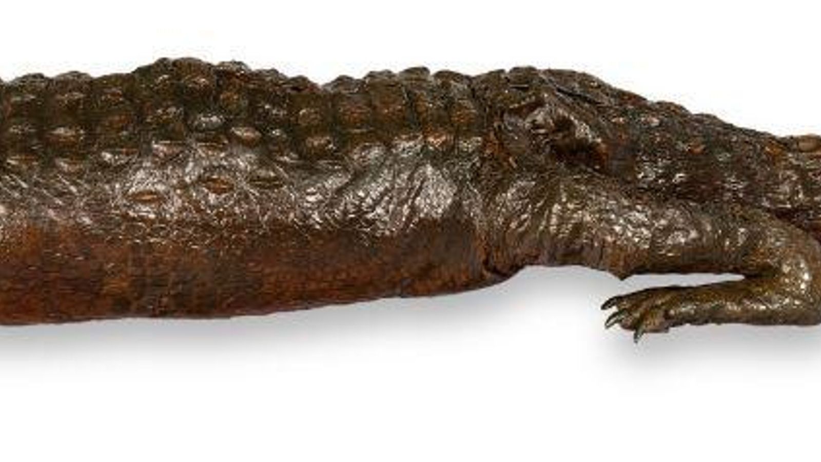 Cocodrilo disecado.