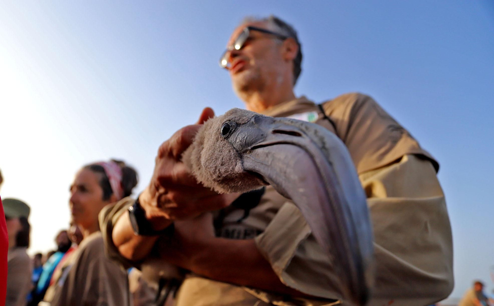 Imágenes del anillamiento de Flamencos en Marismas del Odiel