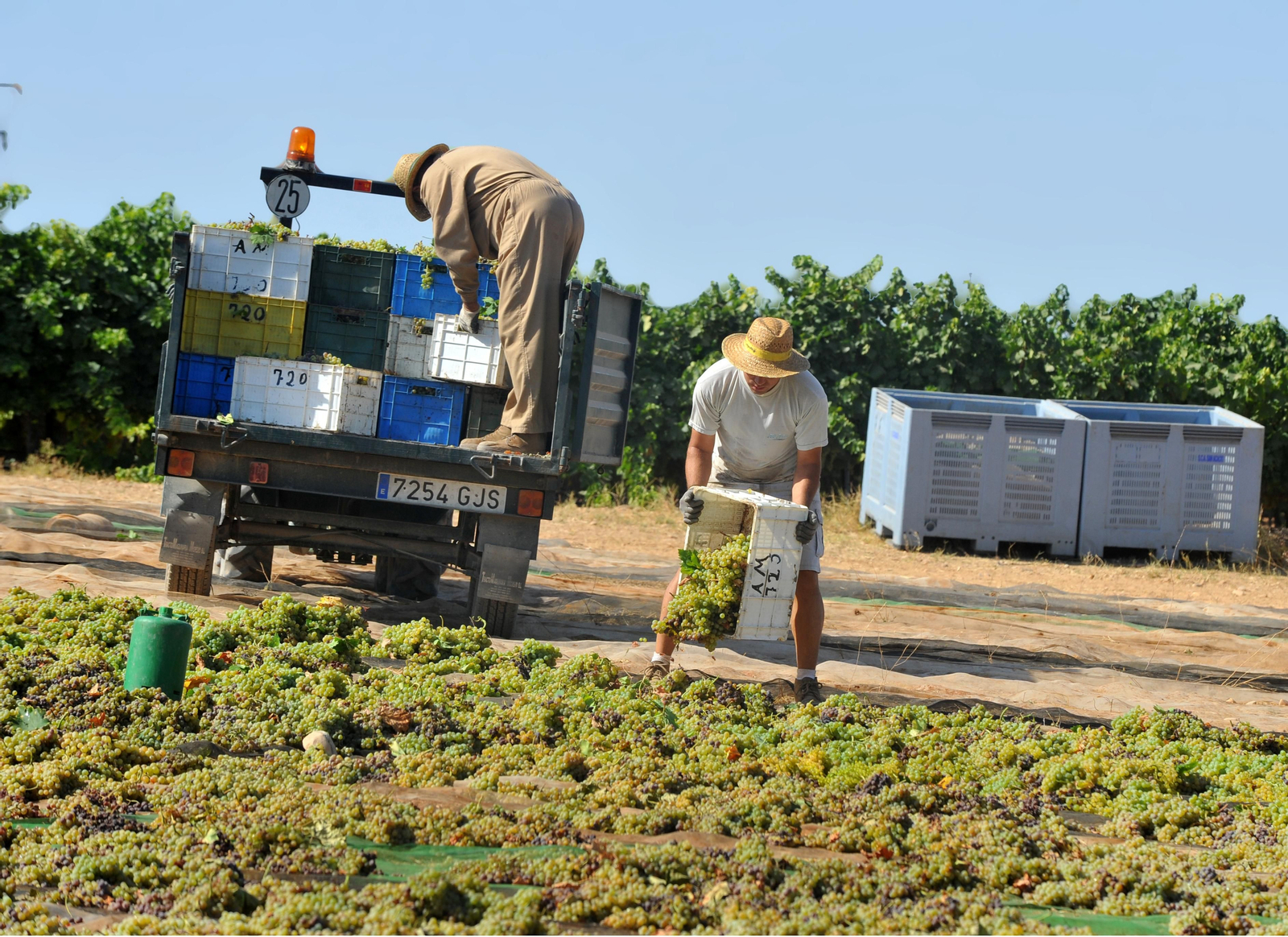 Así se elabora el vino Pedro Ximénez
