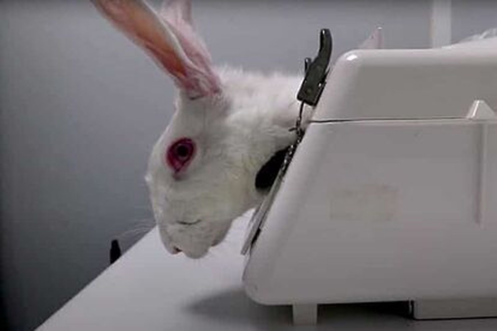 PACMA solicita la suspensión de toda la actividad que experimente con animales en Vivotecnia