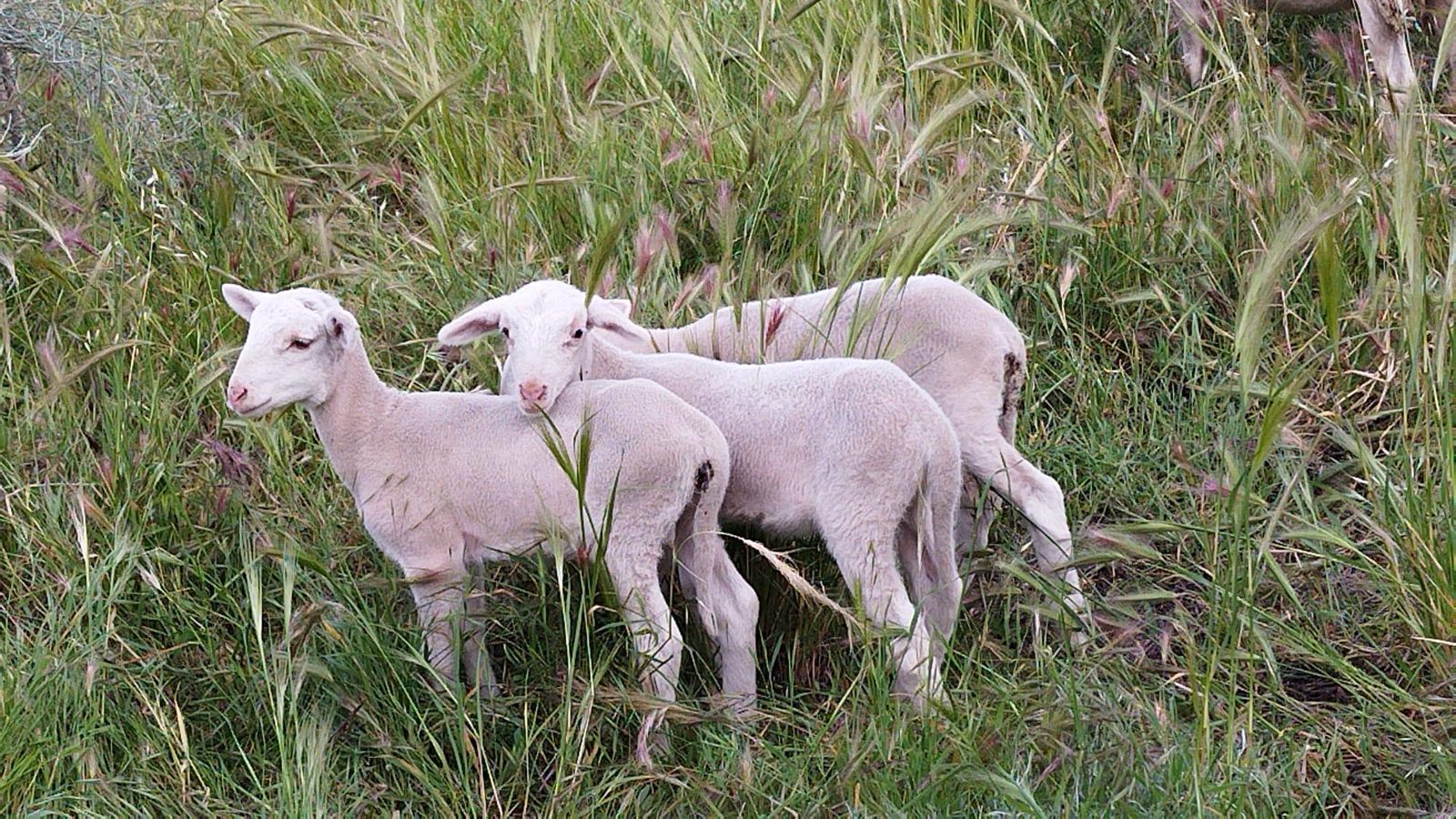 Corderos de José Antonio Gómez