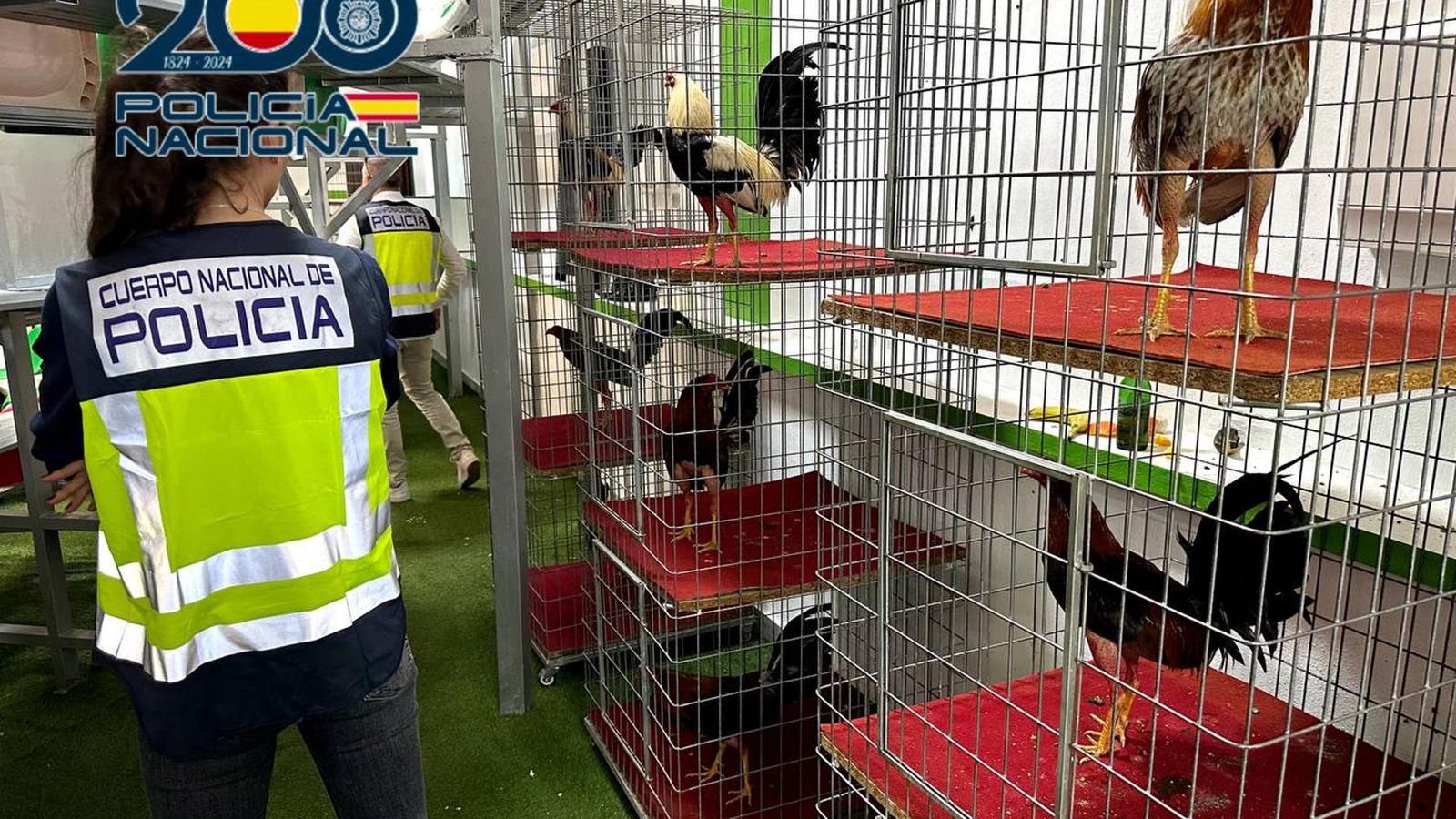 Diecinueve detenidos por organizar peleas clandestinas de gallos en Alicante