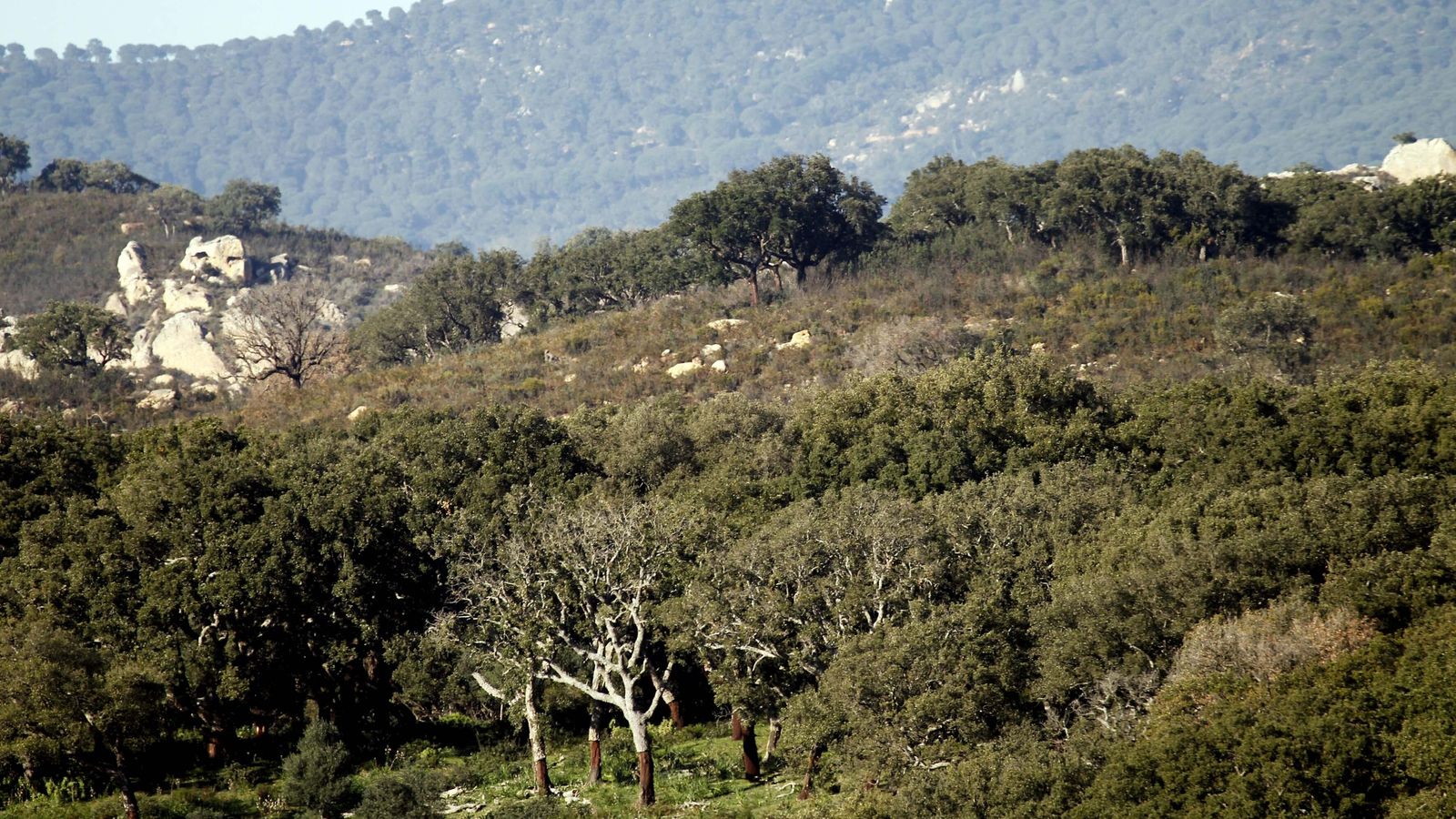 Un paraje de herrizas.
