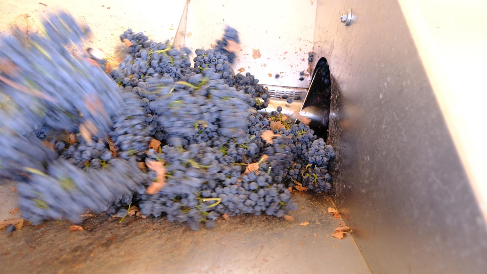 Las imágenes de la vendimia en la zona de Laujar de Andarax