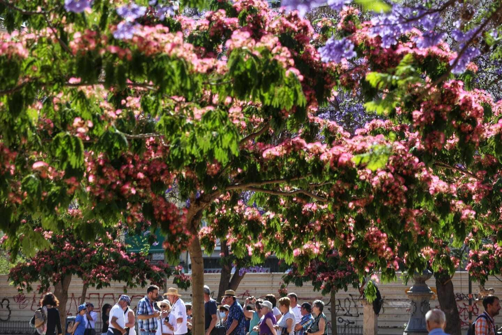 Jacaranda Jacaranda