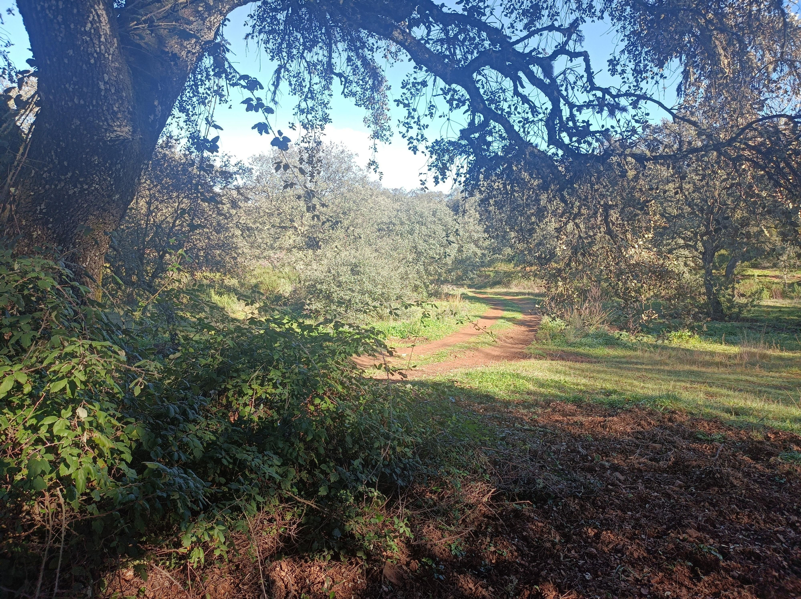 Vamos a disfrutar de una ruta que atraviesa una bella dehesa próxima a Alanís.