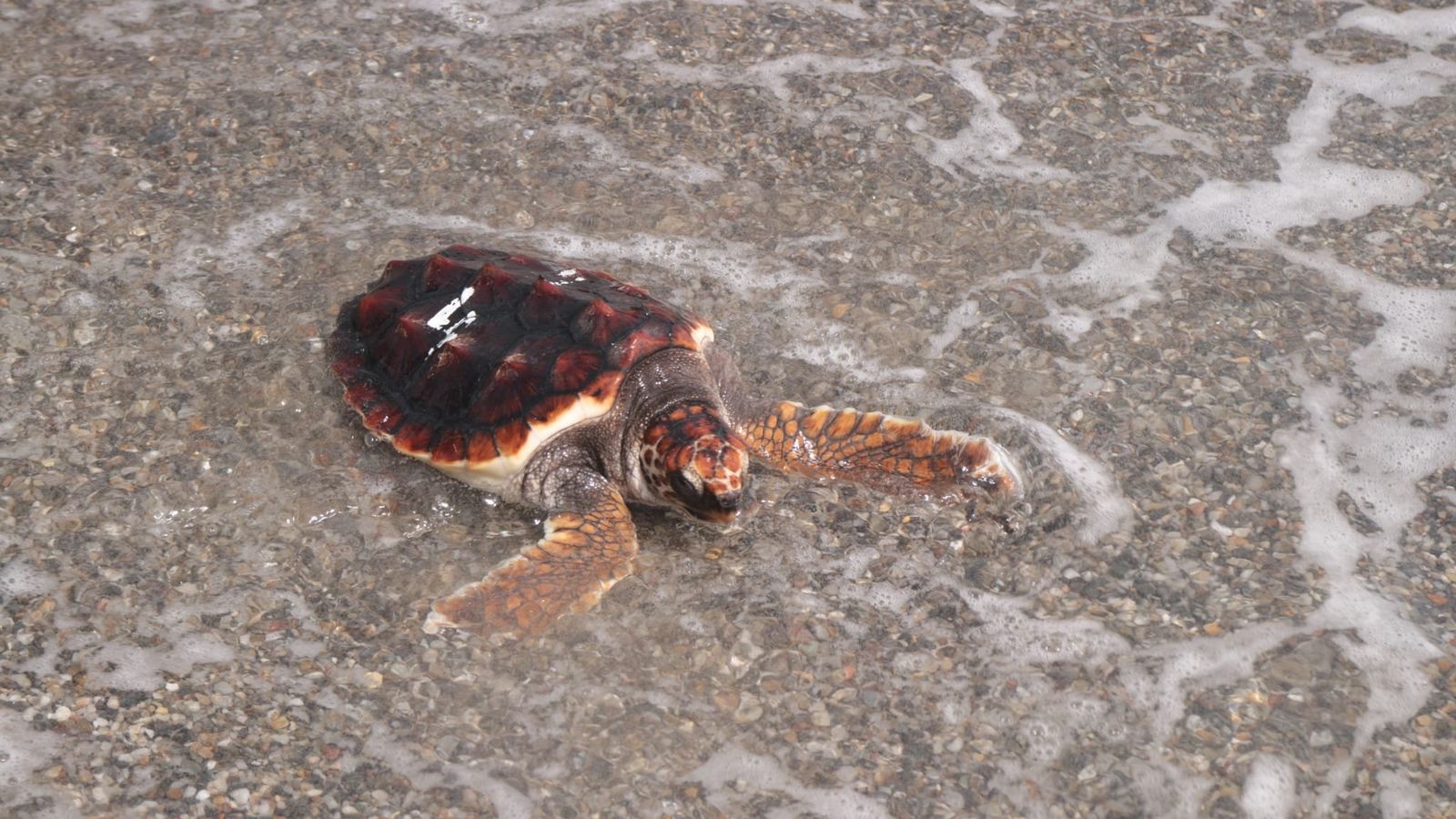 Solo el 10% de una nidada de tortuga boba llega a alcanzar el primer año de edad