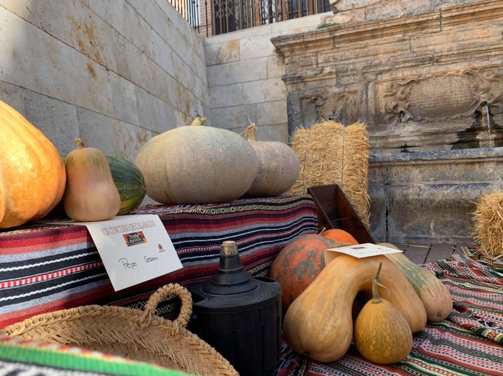 Concurso de calabazas gigantes en Laujar de Andarax