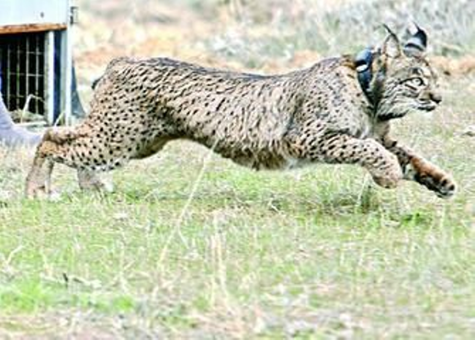 Suelta de un lince en el área del Guadalmellato.