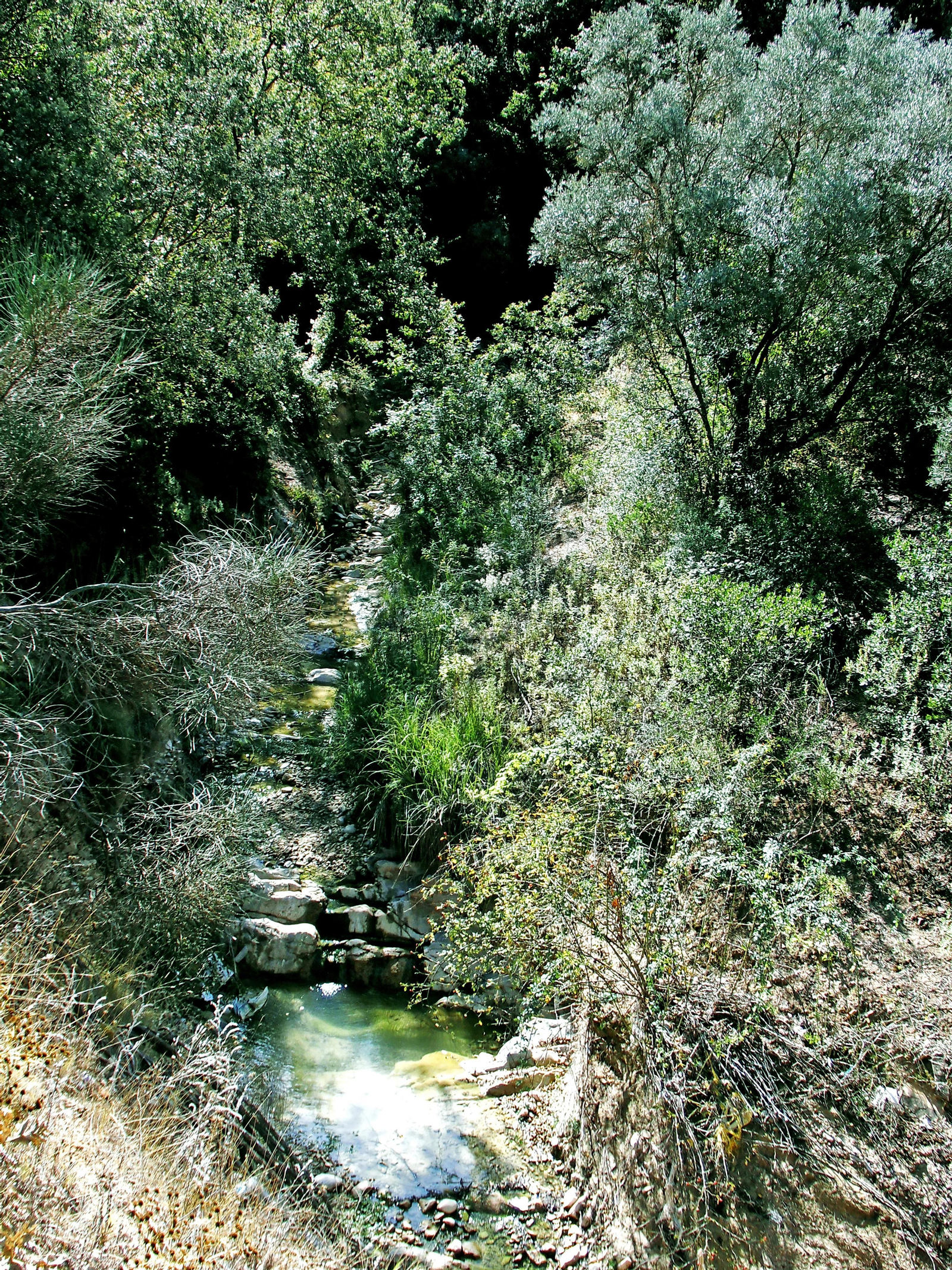 El arroyo del Bebedero tiene un impresionante bosque de ribera.
