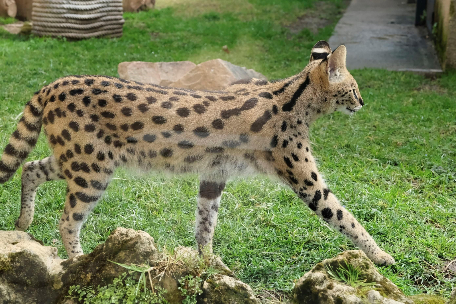 El serval recuperado en el Zoo de Córdoba, en imágenes