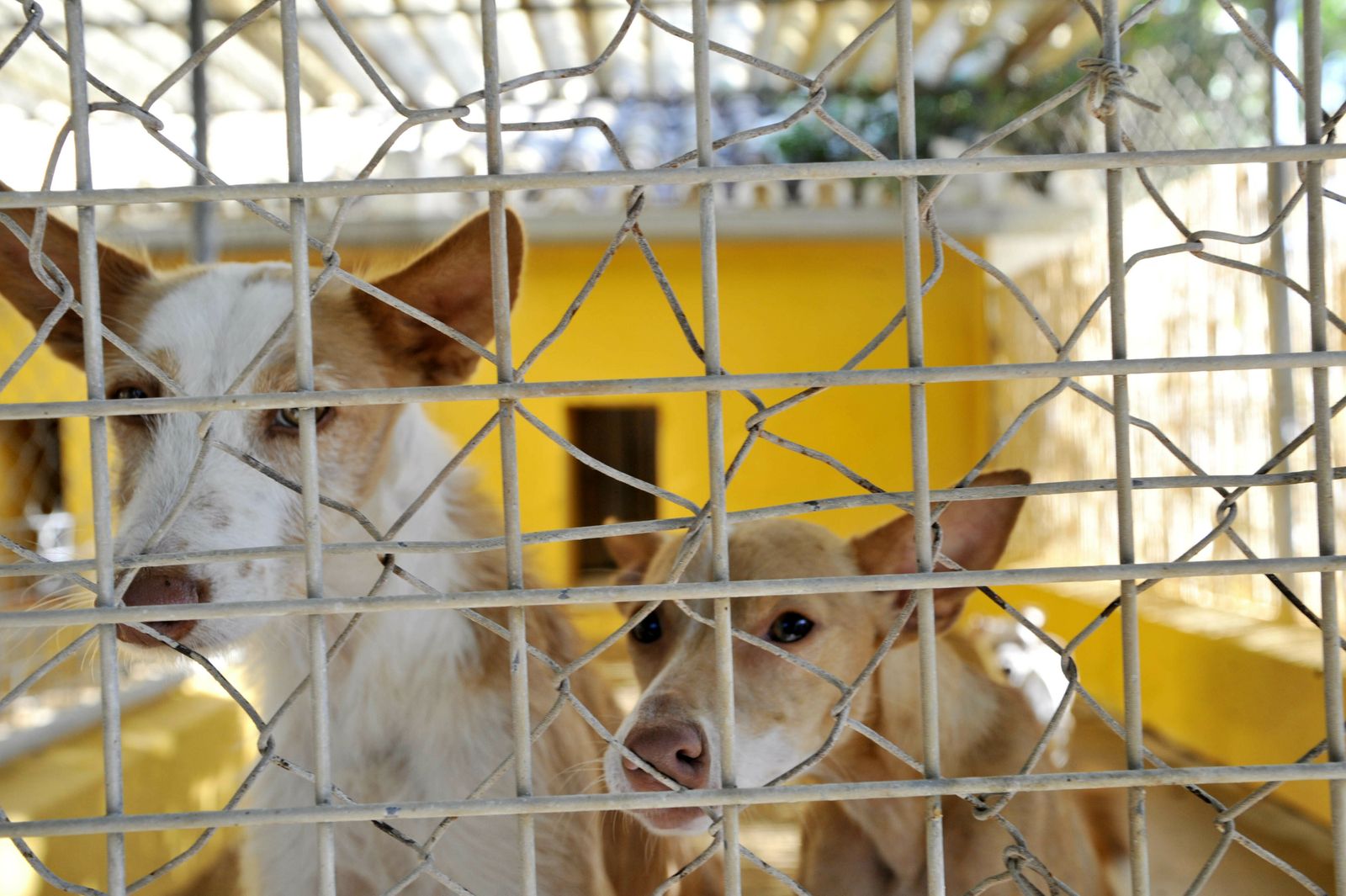 Centro de Animales Abandonados y Perdidos de Villamartín.