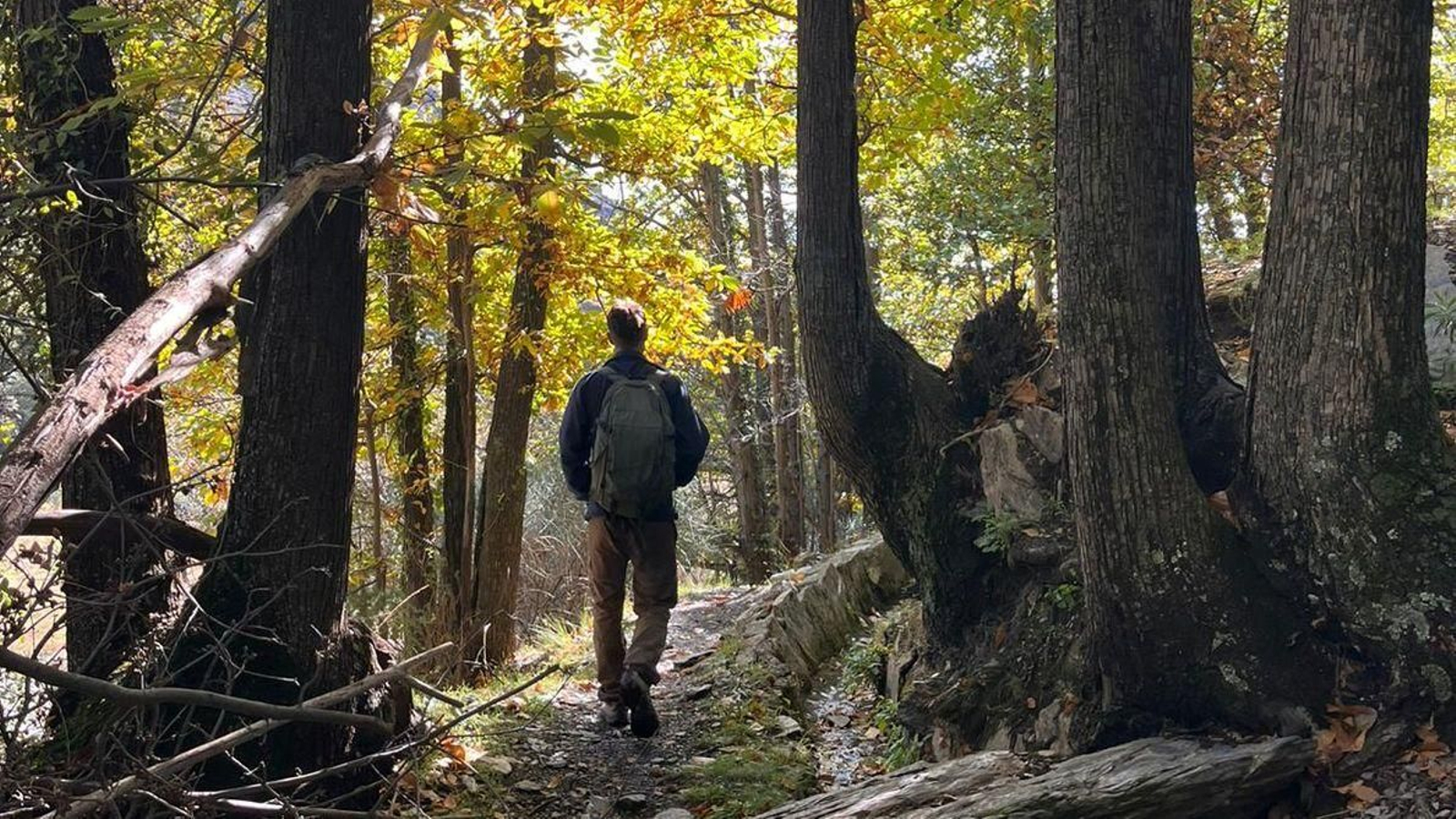 Una vez en este frondoso castañar centenario, la vista empieza a perderse en detalles: los verdes y amarillos de las hojas,