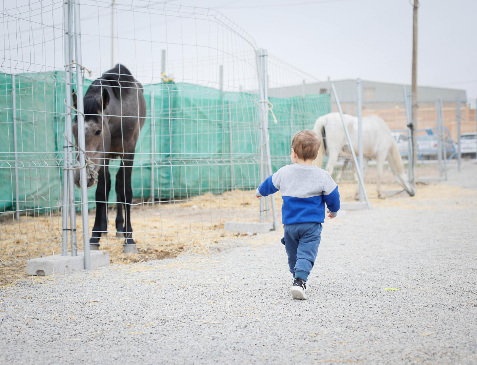 Galería de la Feria  de ganado en Tarambana