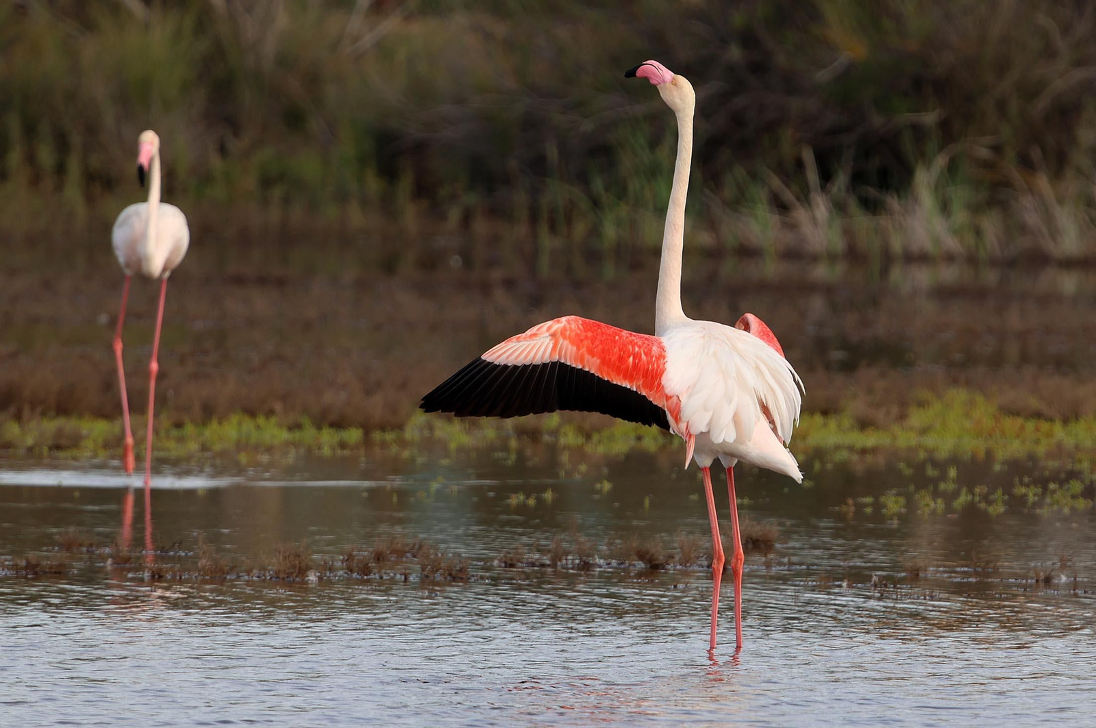 Imágenes de Marismas del Odiel, un Paraje Natural en la confluencia de las desembocaduras de los ríos Tinto y Odiel
