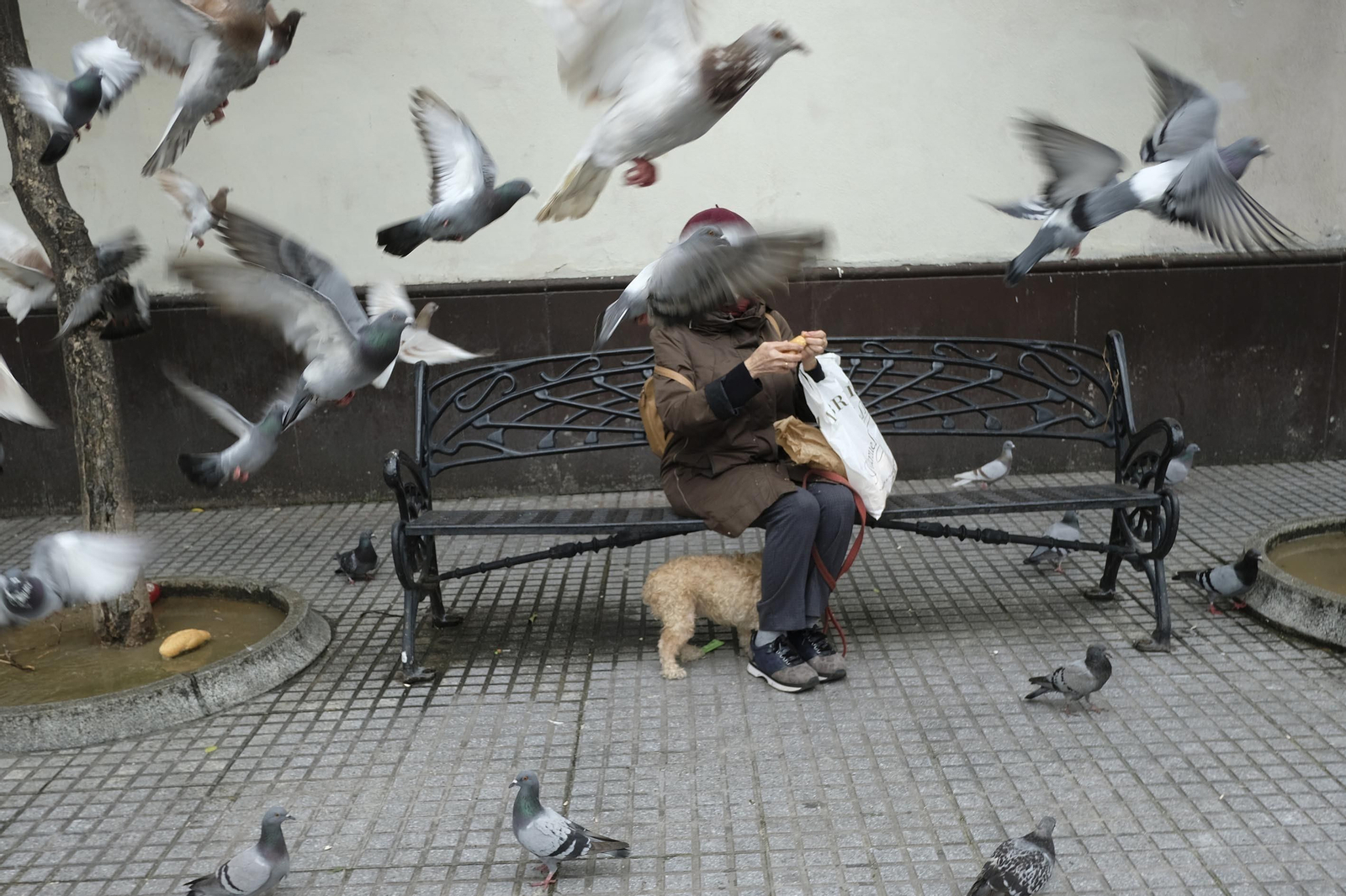 Palomas en una plaza de la ciudad alrededor de una señora sentada en un banco.