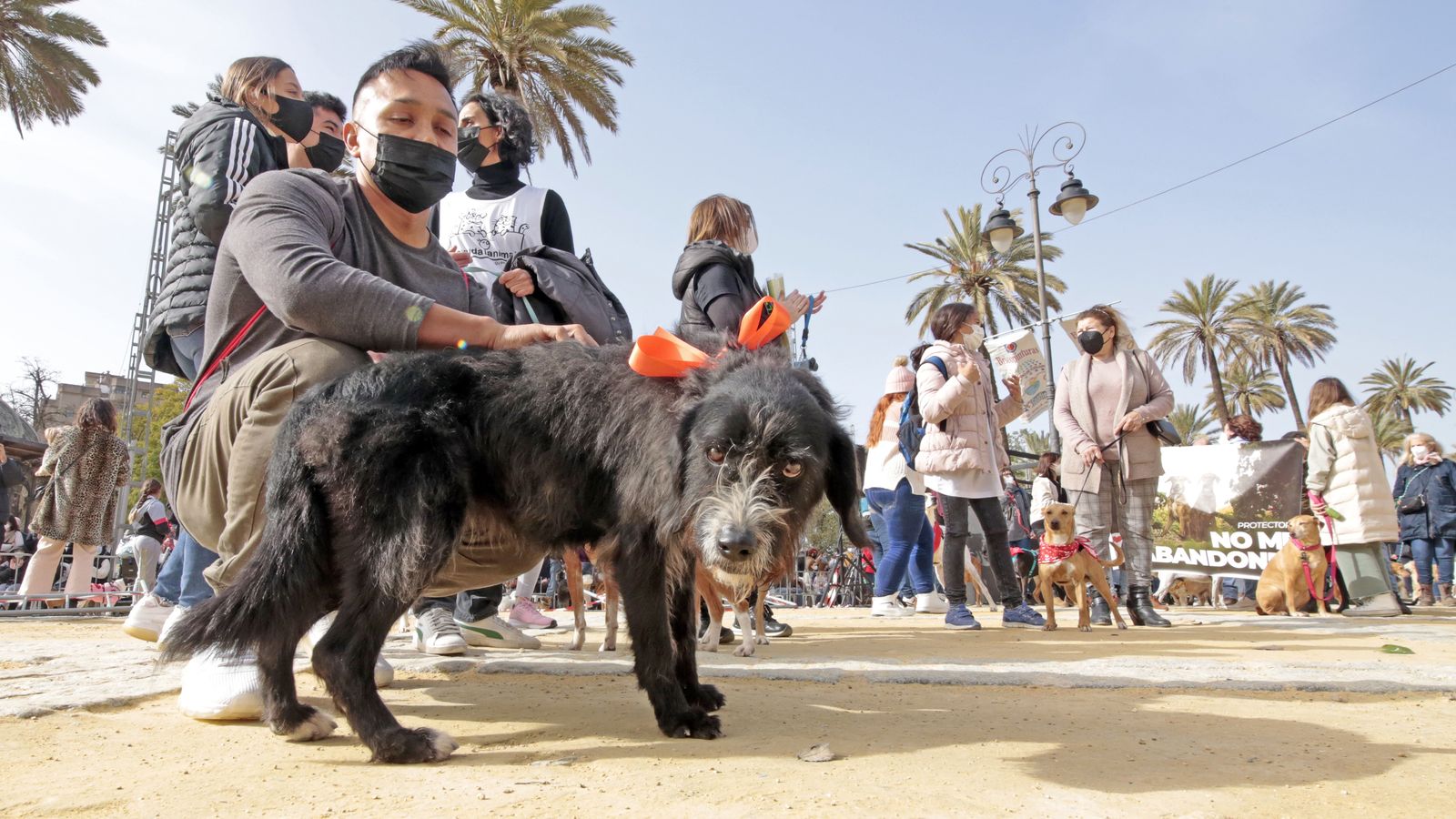 Imágenes de la 'Fiesta de San Antón 2022'
