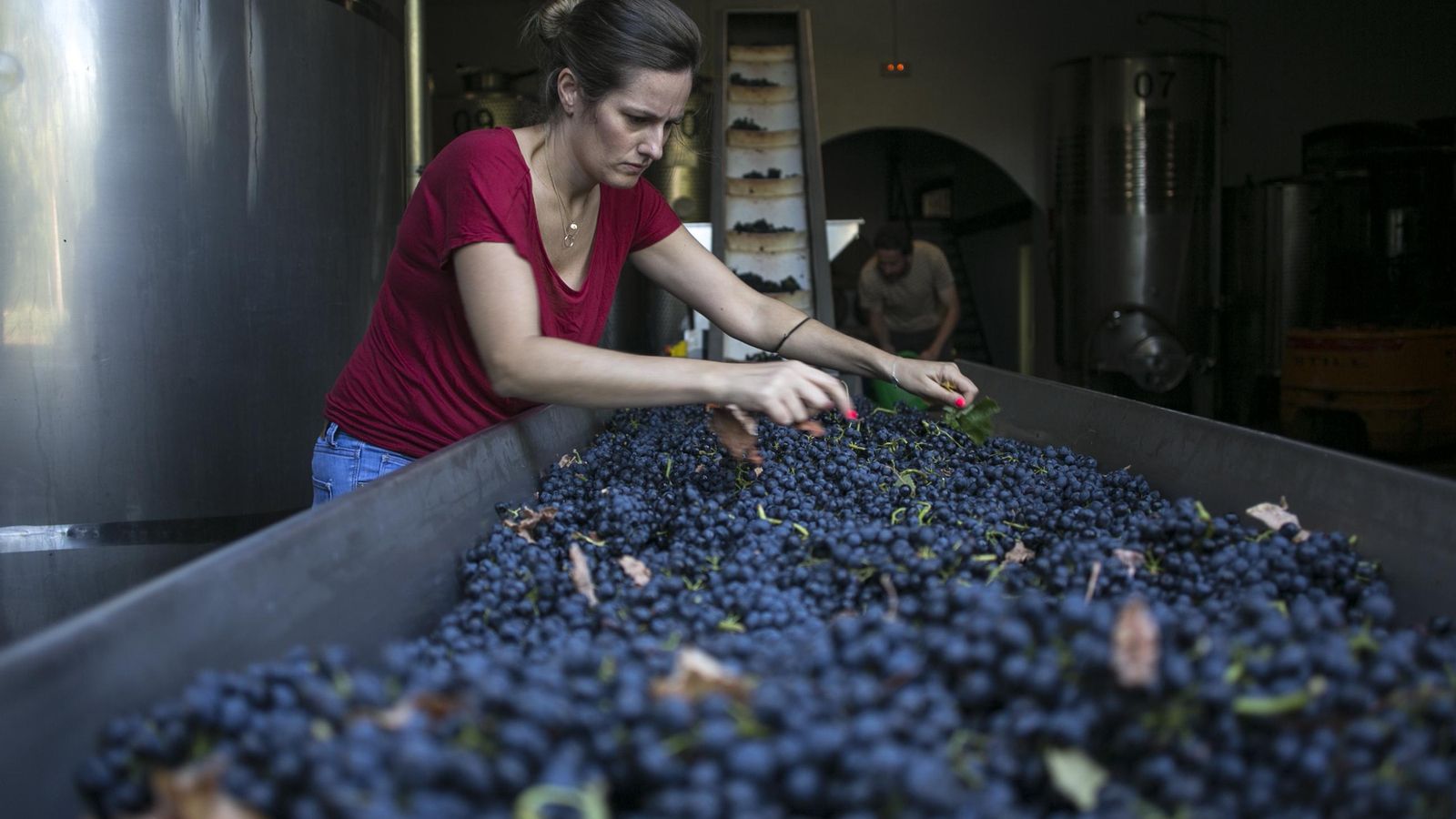 Selección de la uva en la bodega Lunares.