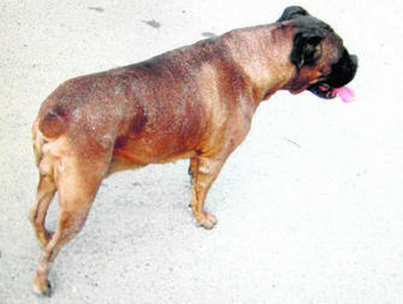 El 95% de los amos incumple la normativa