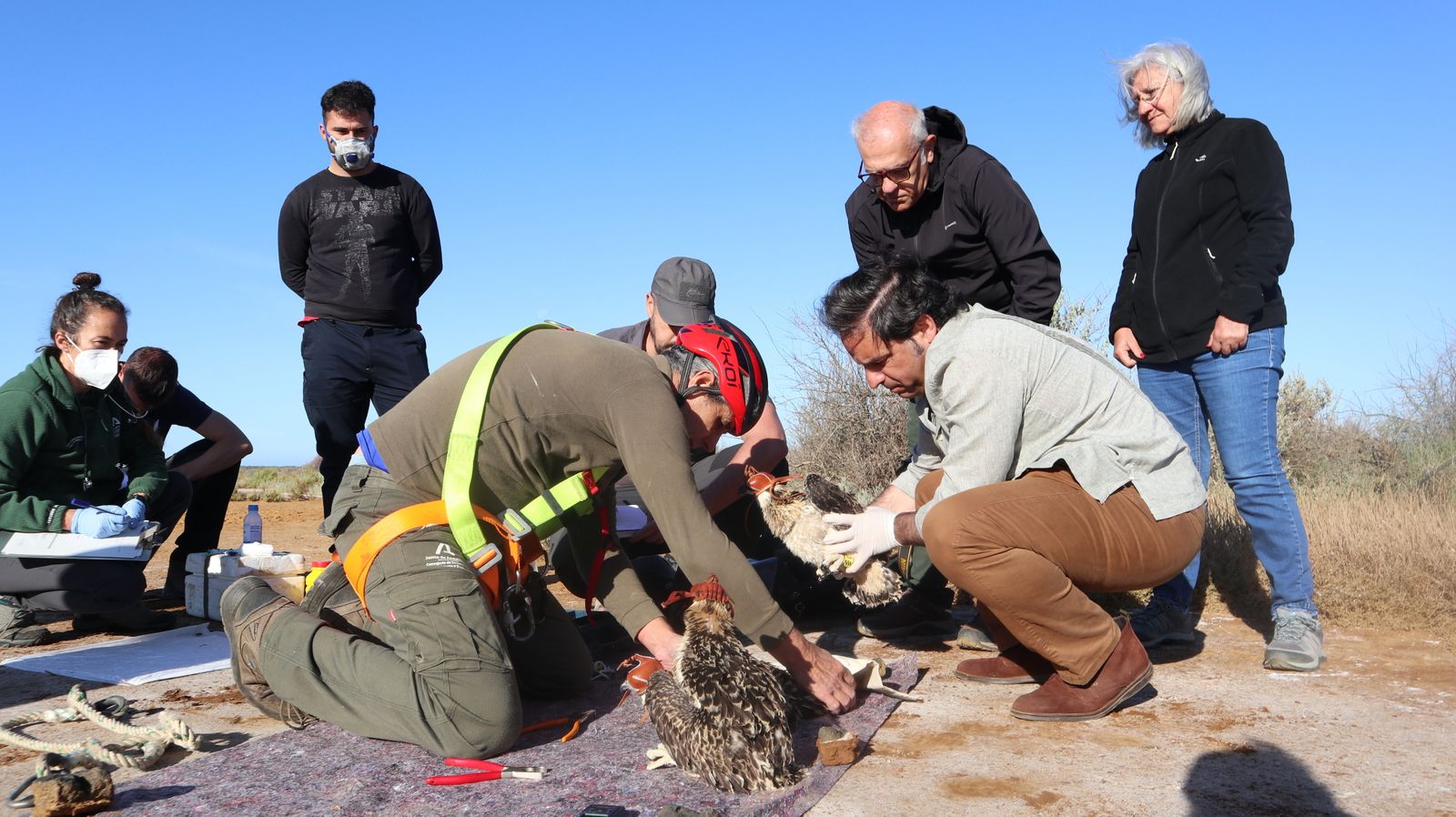 Anillamiento de tres pollos de águila pescadora nacidas en el Paraje Natural Marismas del Odiel