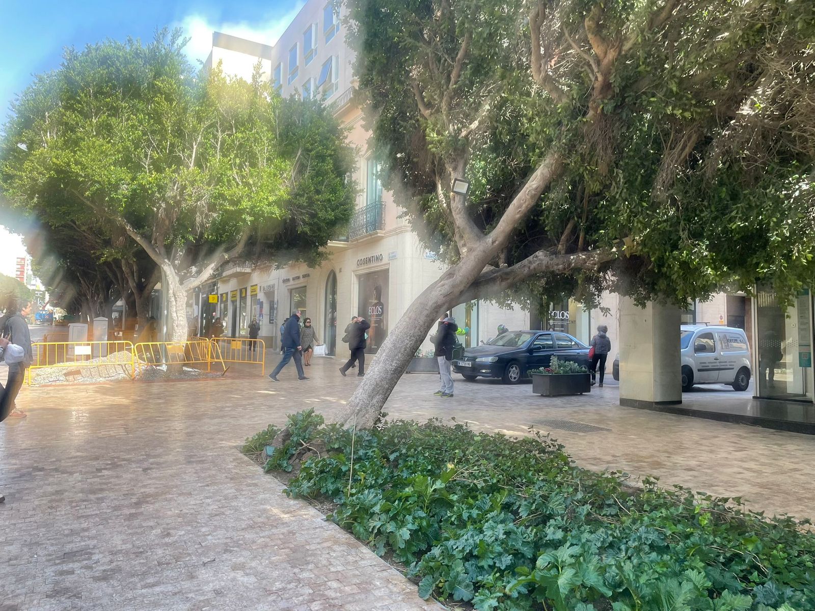 Ficus de El Paseo Doblado.