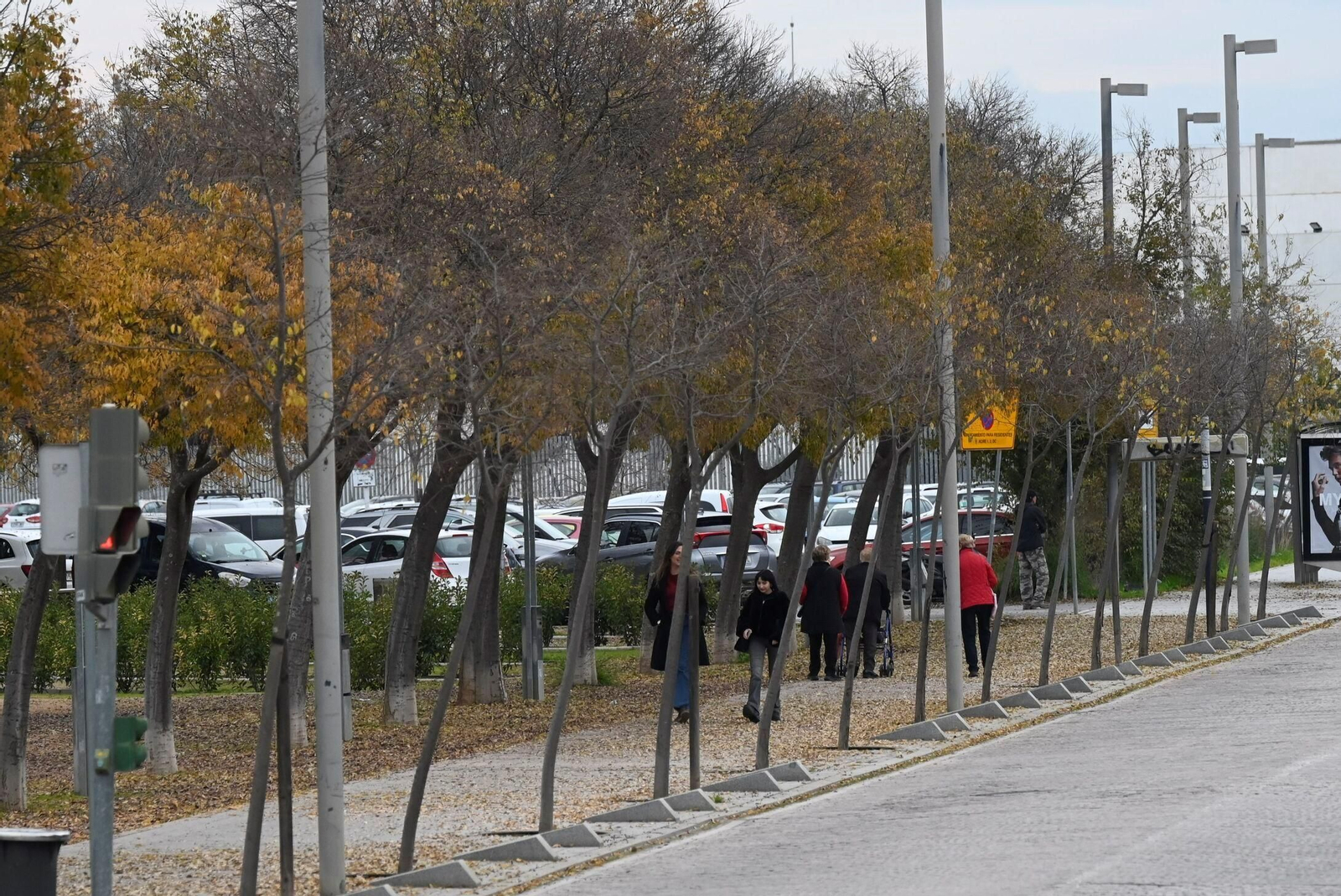 Otoño hojas caídas árboles córdoba