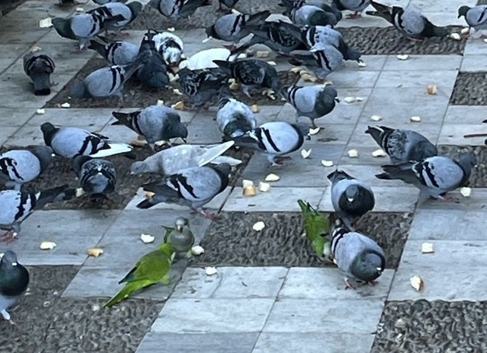 Las cotorras arqentinas al ataque