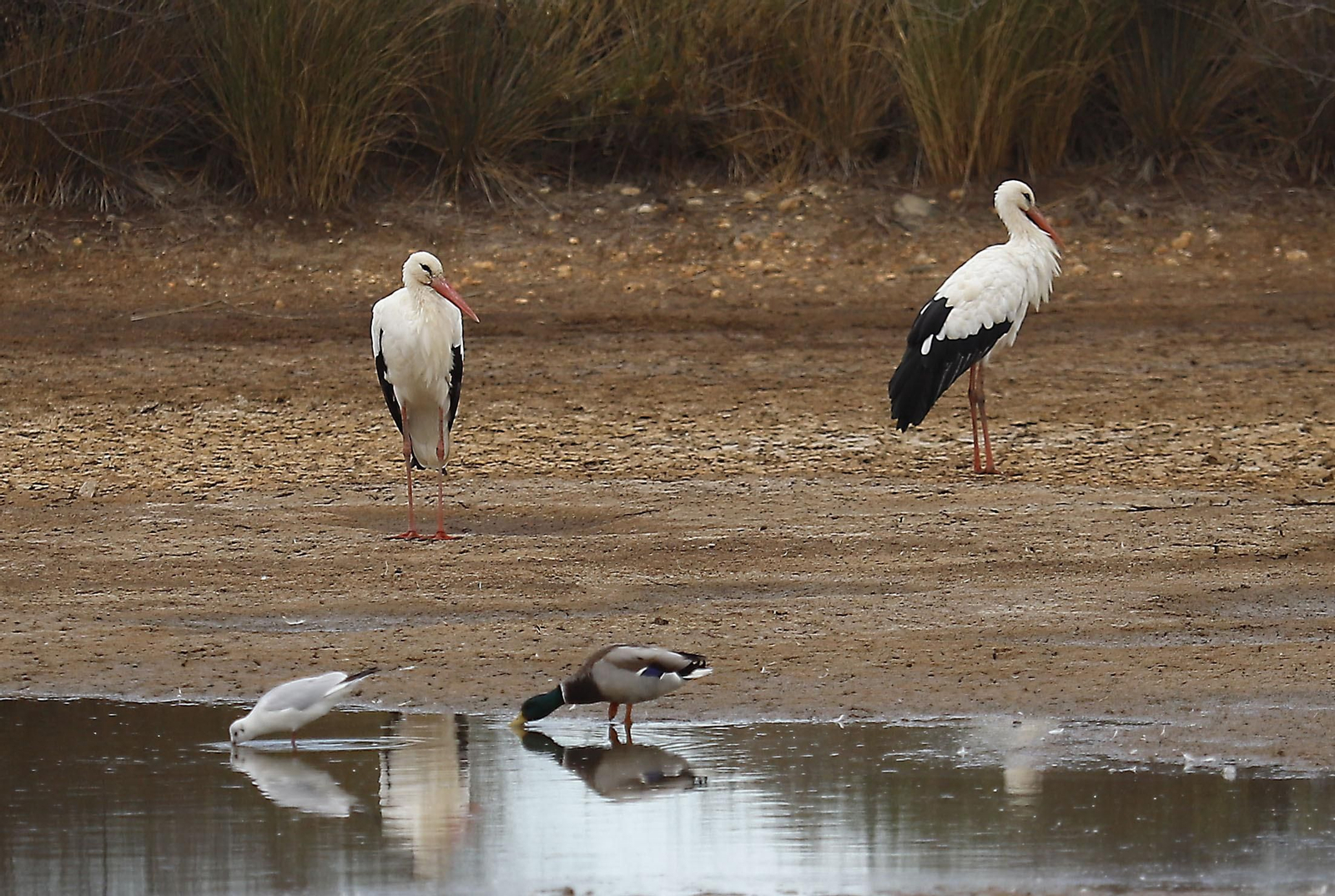 Paraje natural Marismas del Odiel, paraíso de Huelva entre salinas