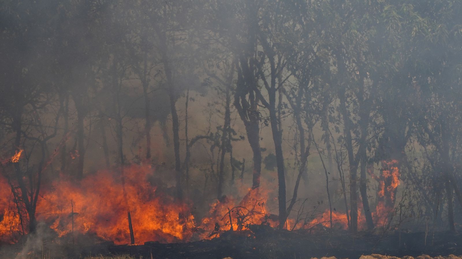 Así fue la salvación de las llamas de una manada de caballos en La Teja