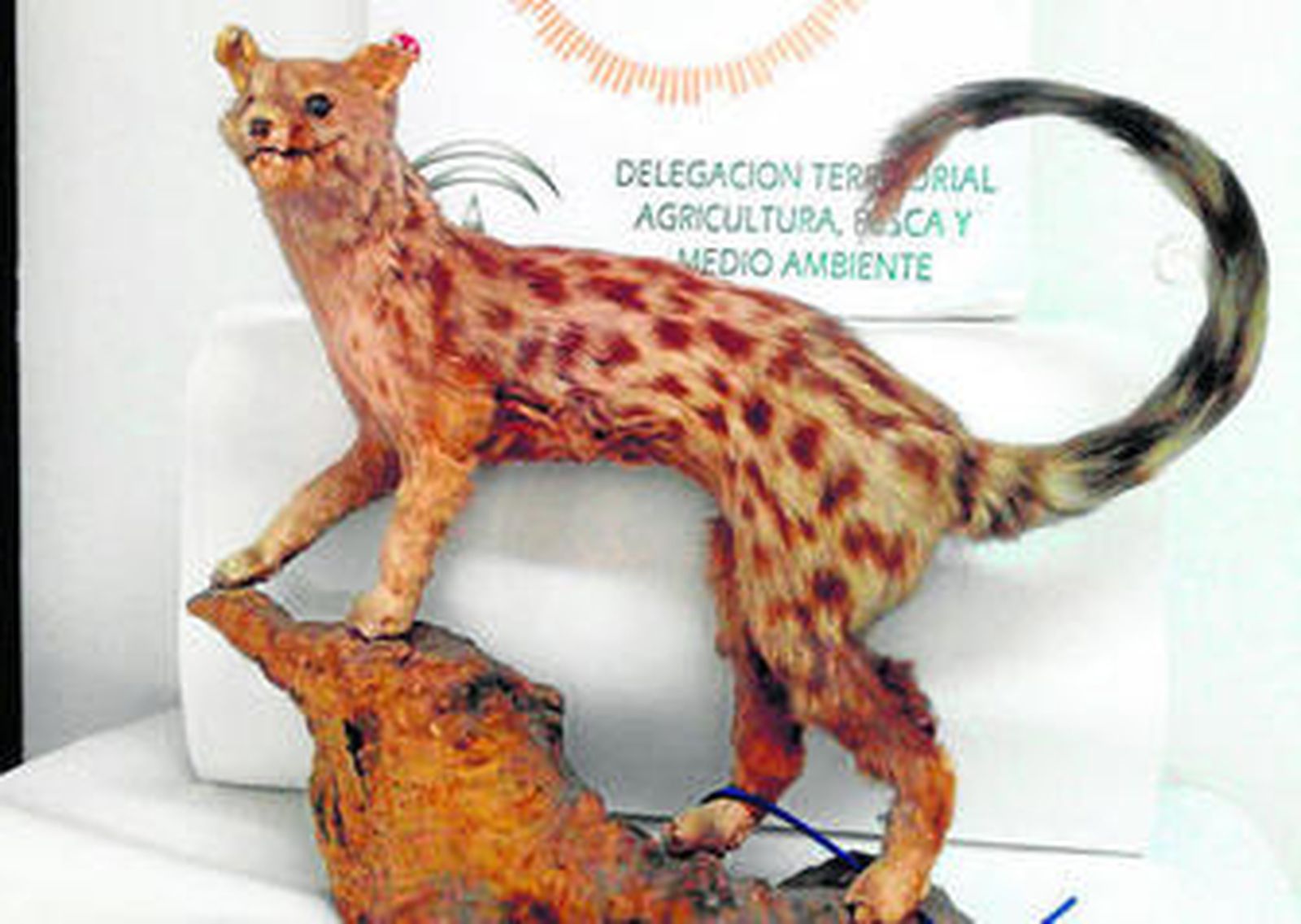 El ejemplar que ha sido intervenido.