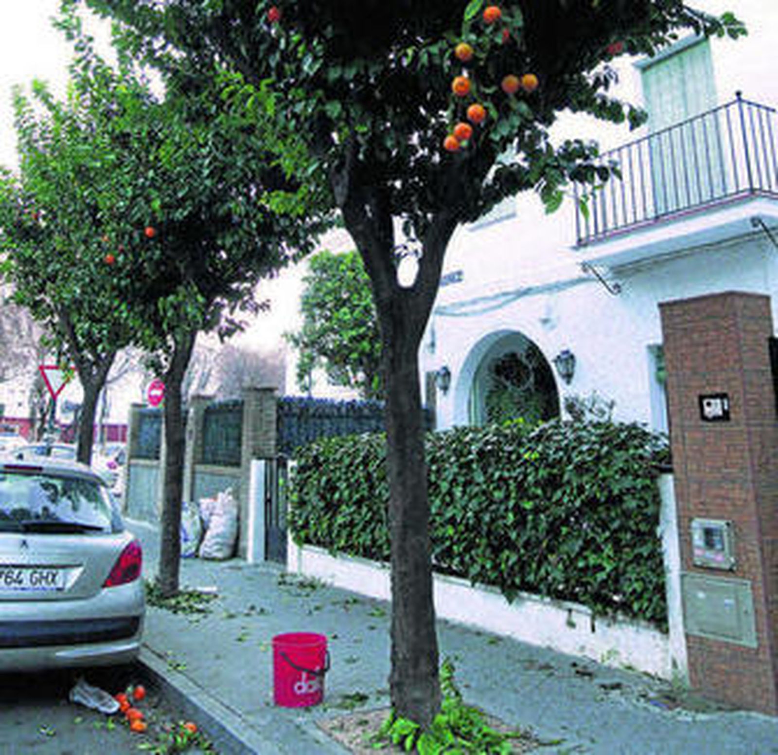 El árbol desde el que cayó uno de los trabajadores.
