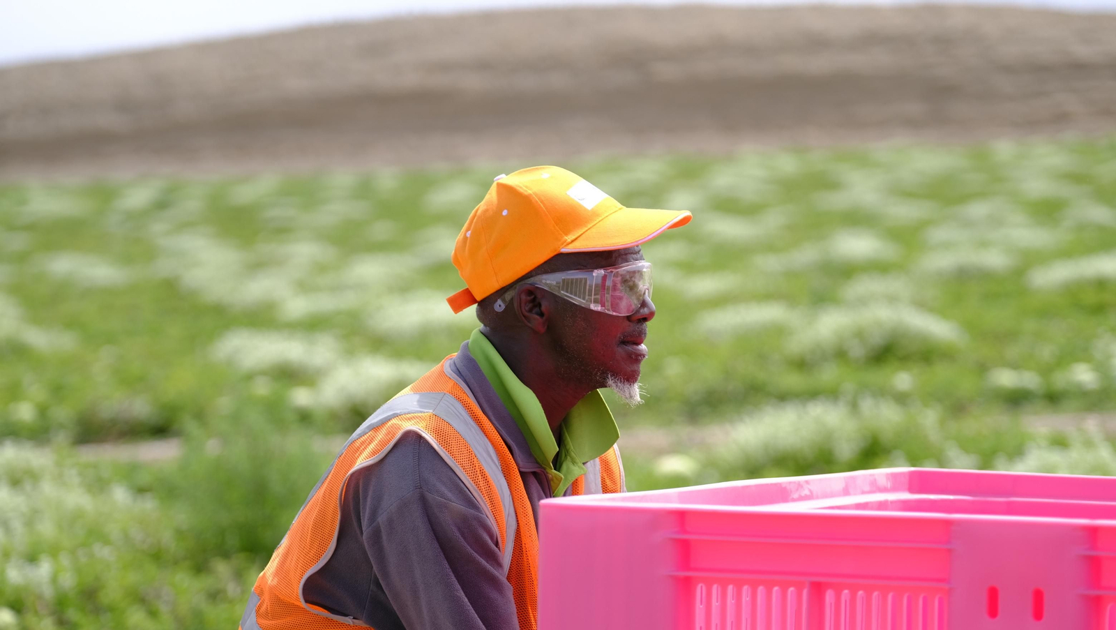 La sandía y el melón de Huércal Overa, manjares en imágenes