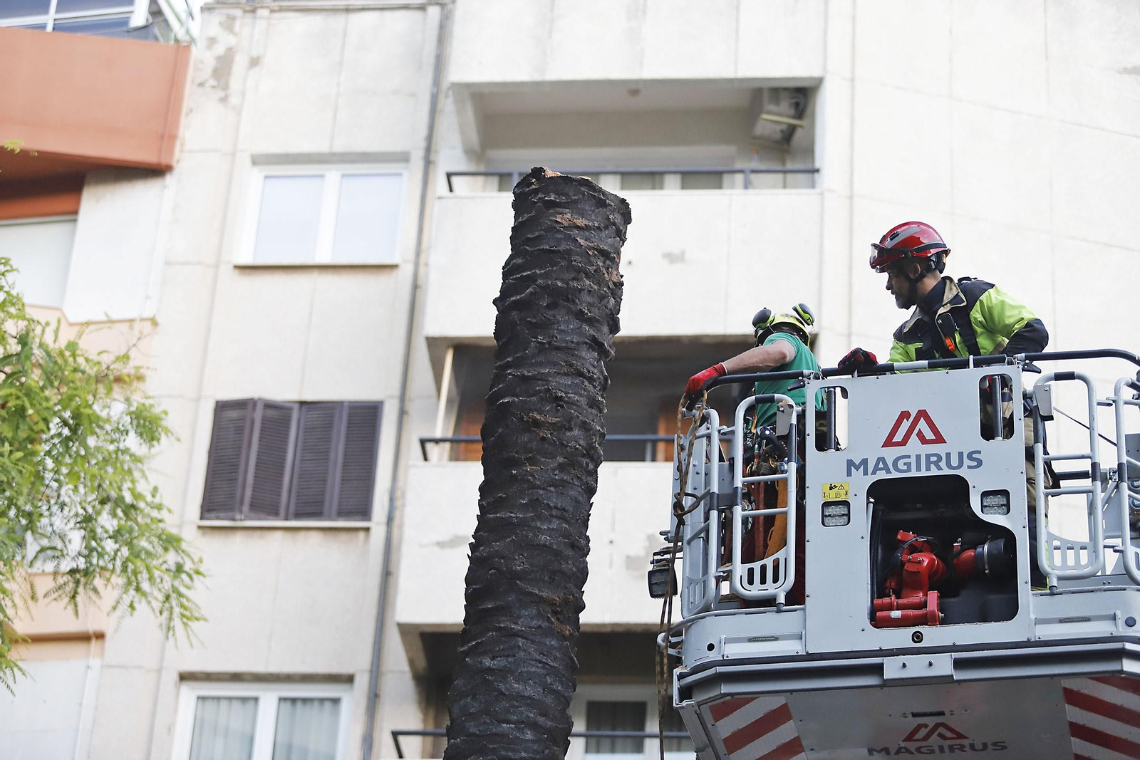 Imágenes de la tala de la emblemática Palmera de Huelva